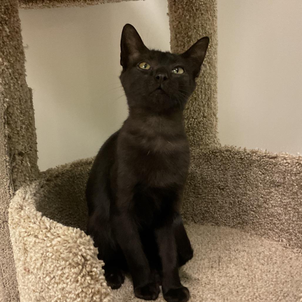 Enlarge Clara, a Adoptable Domestic Short Hair in Monroe, LA image 2/2