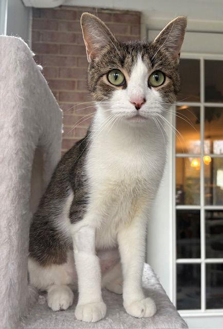 Enlarge Catelyn (in foster), a Adoptable Domestic Short Hair in Alexandria, VA image 1/3