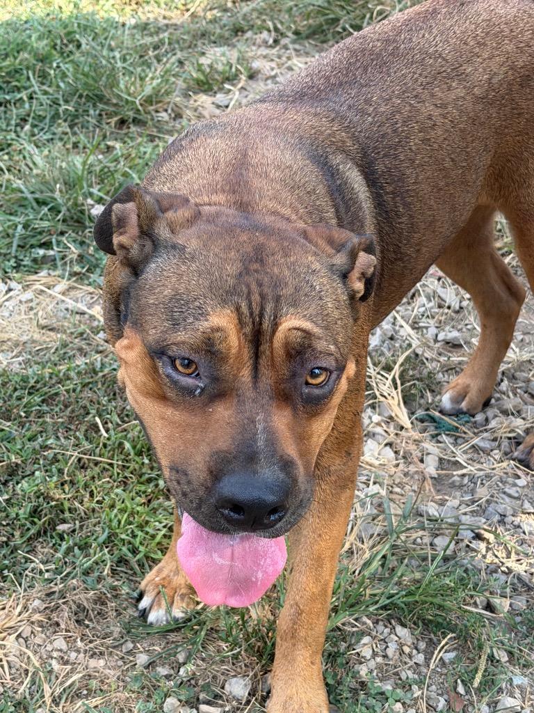 Enlarge Saydee, a Adoptable Mixed Breed in Tullahoma, TN image 1/1