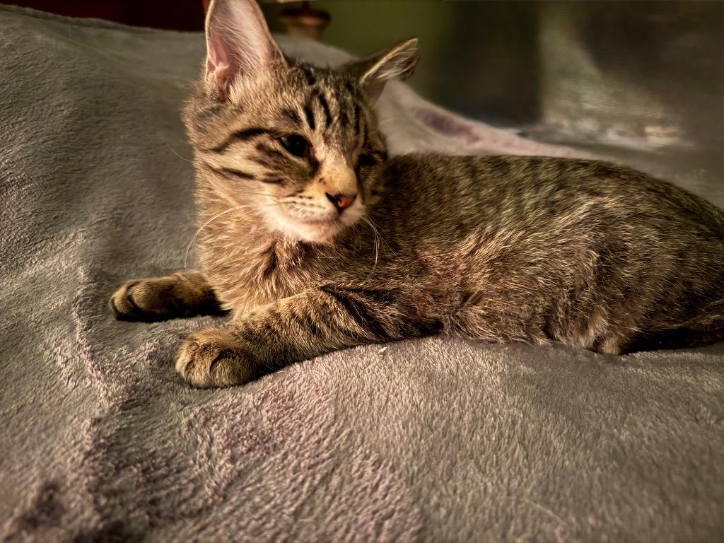 Rusty, a Adoptable Tabby in San Antonio, TX image 2/3