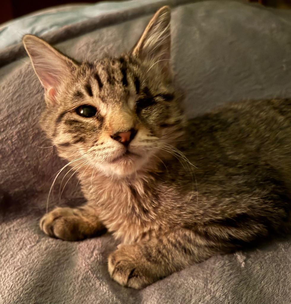 Enlarge Rusty, a Adoptable Tabby in San Antonio, TX image 3/3