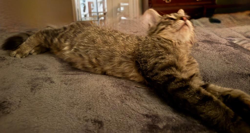 Rusty, a Adoptable Tabby in San Antonio, TX image 3/3