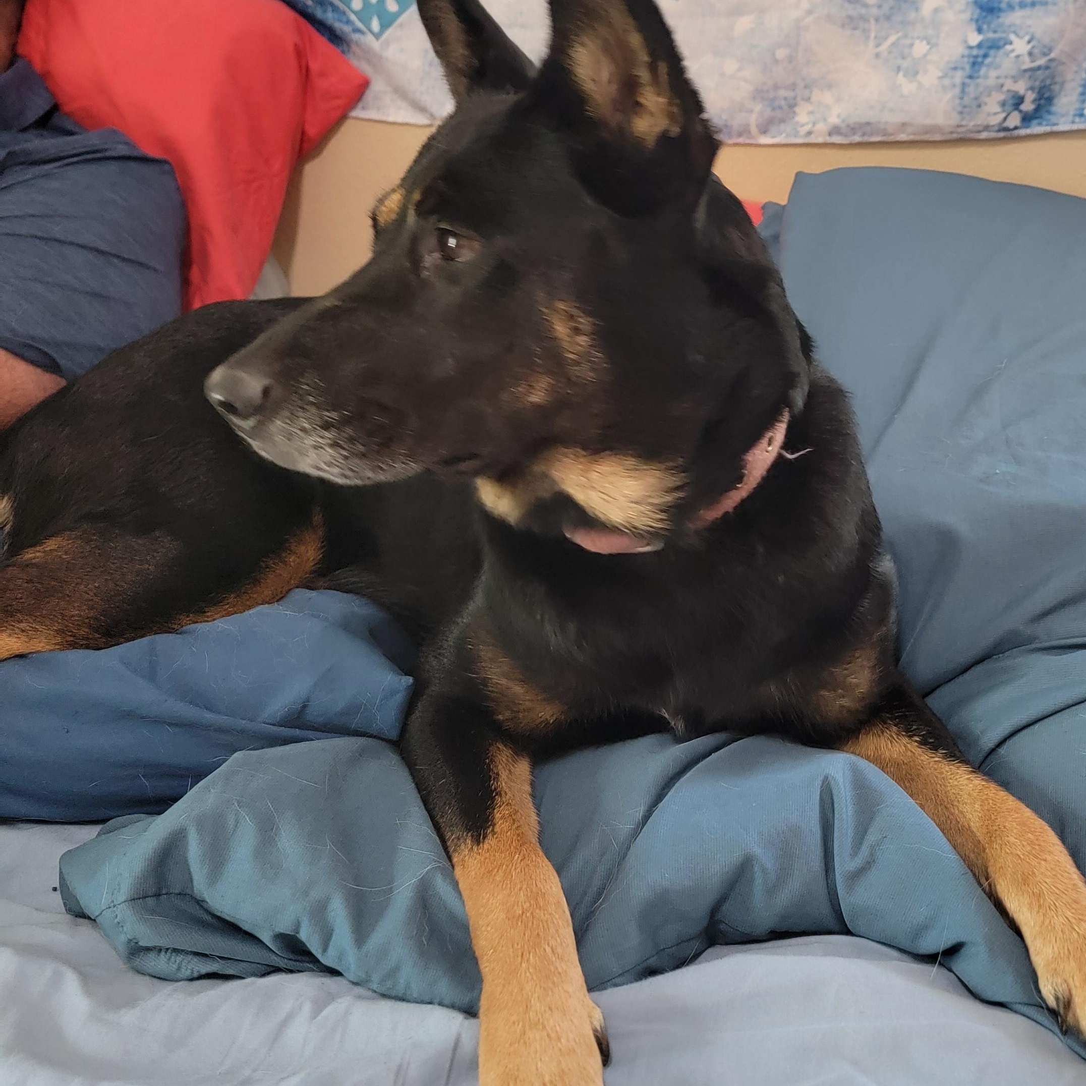 Kloey, ADOPTABLE, Adult Female German Shepherd Dog.