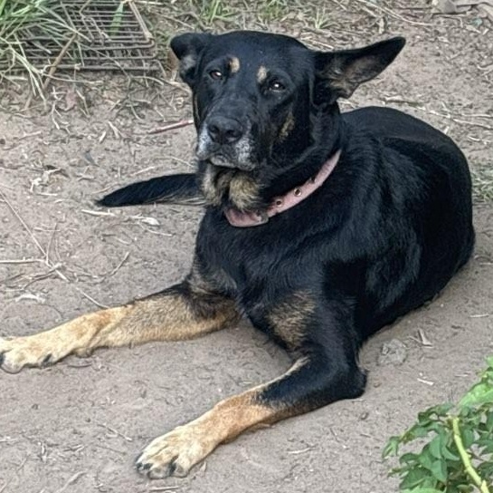 Enlarge Kloey, a ADOPTABLE mixed breed in Spring, TX image 6/6