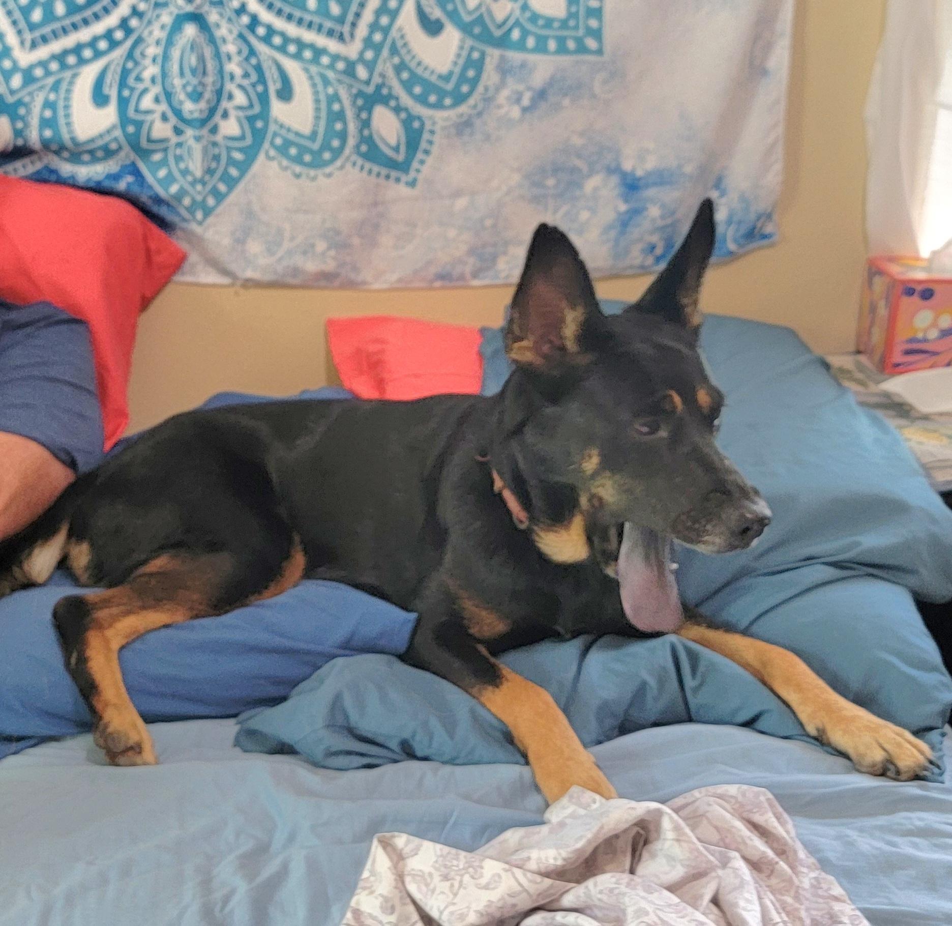 Enlarge Kloey, a ADOPTABLE mixed breed in Spring, TX image 4/6