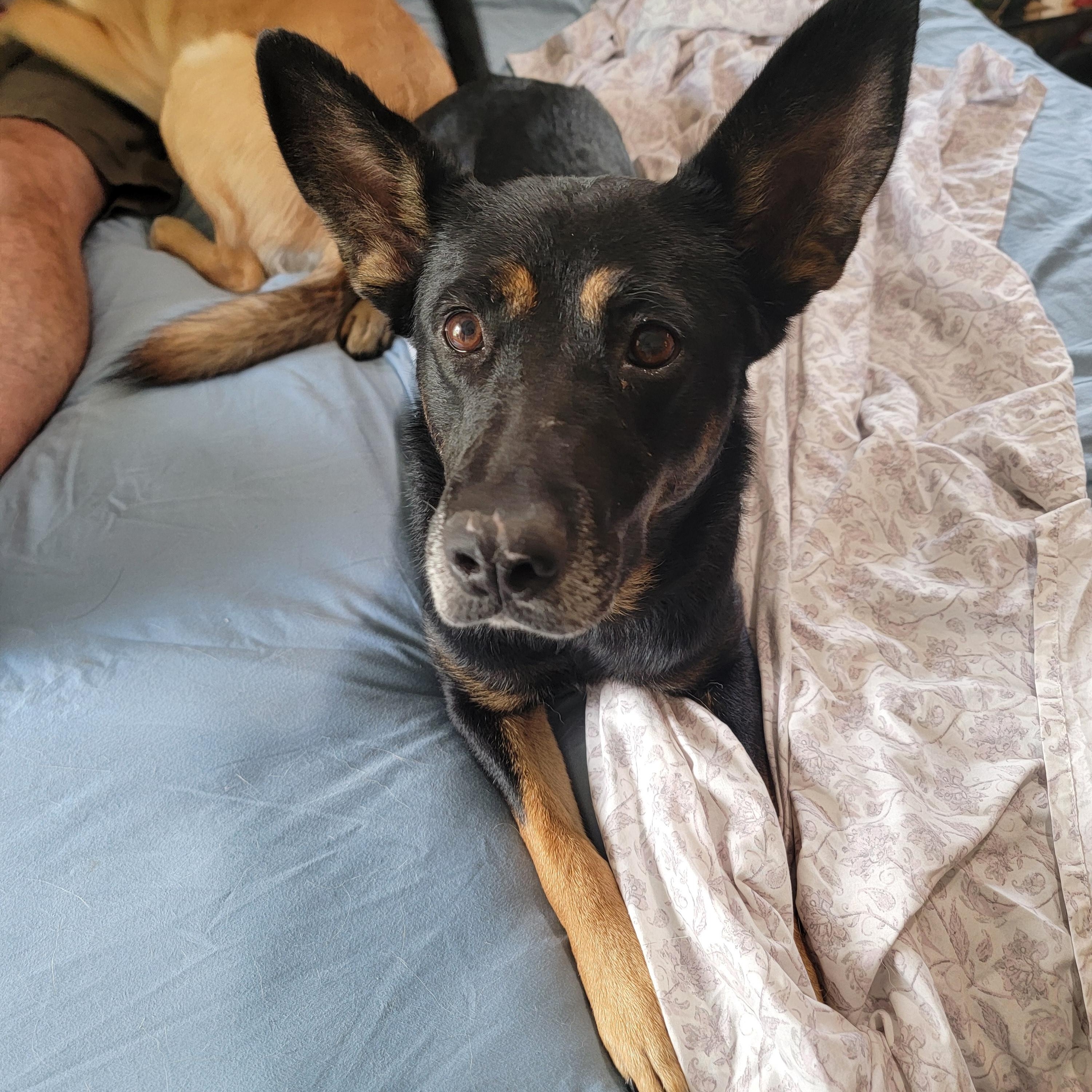 Enlarge Kloey, a ADOPTABLE mixed breed in Spring, TX image 3/6