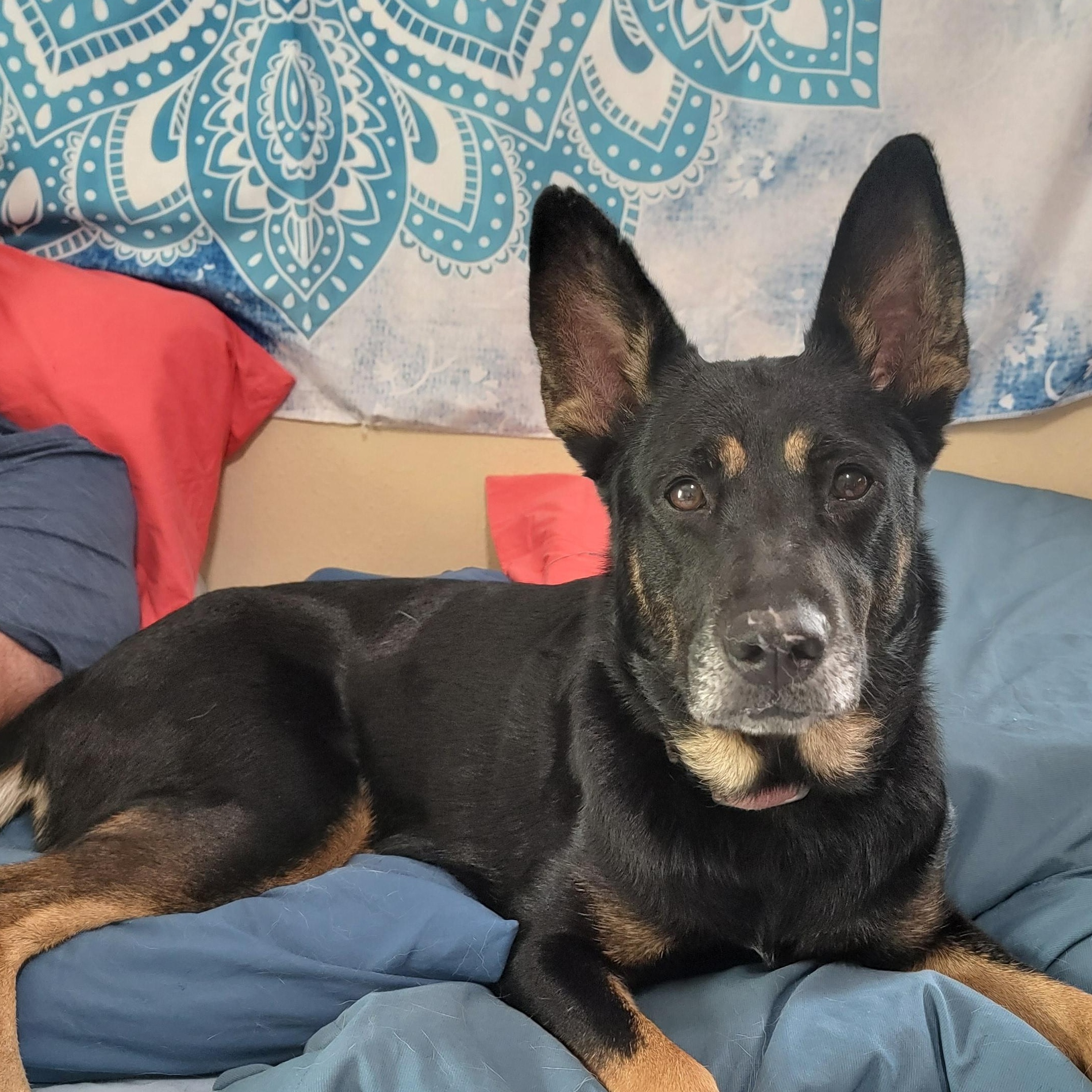 Enlarge Kloey, a ADOPTABLE mixed breed in Spring, TX image 2/6