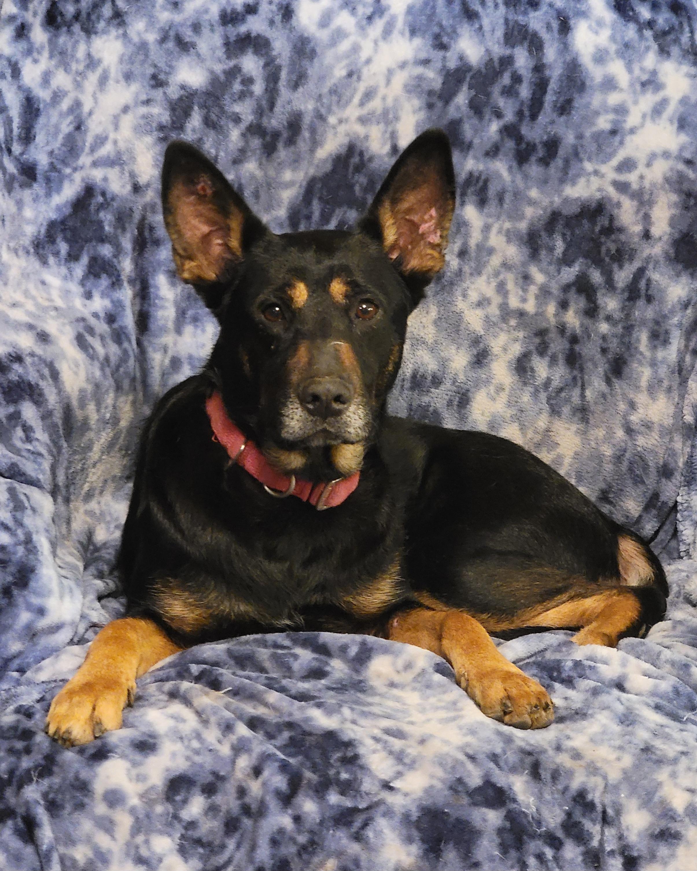 Enlarge Kloey, a ADOPTABLE mixed breed in Spring, TX image 5/6