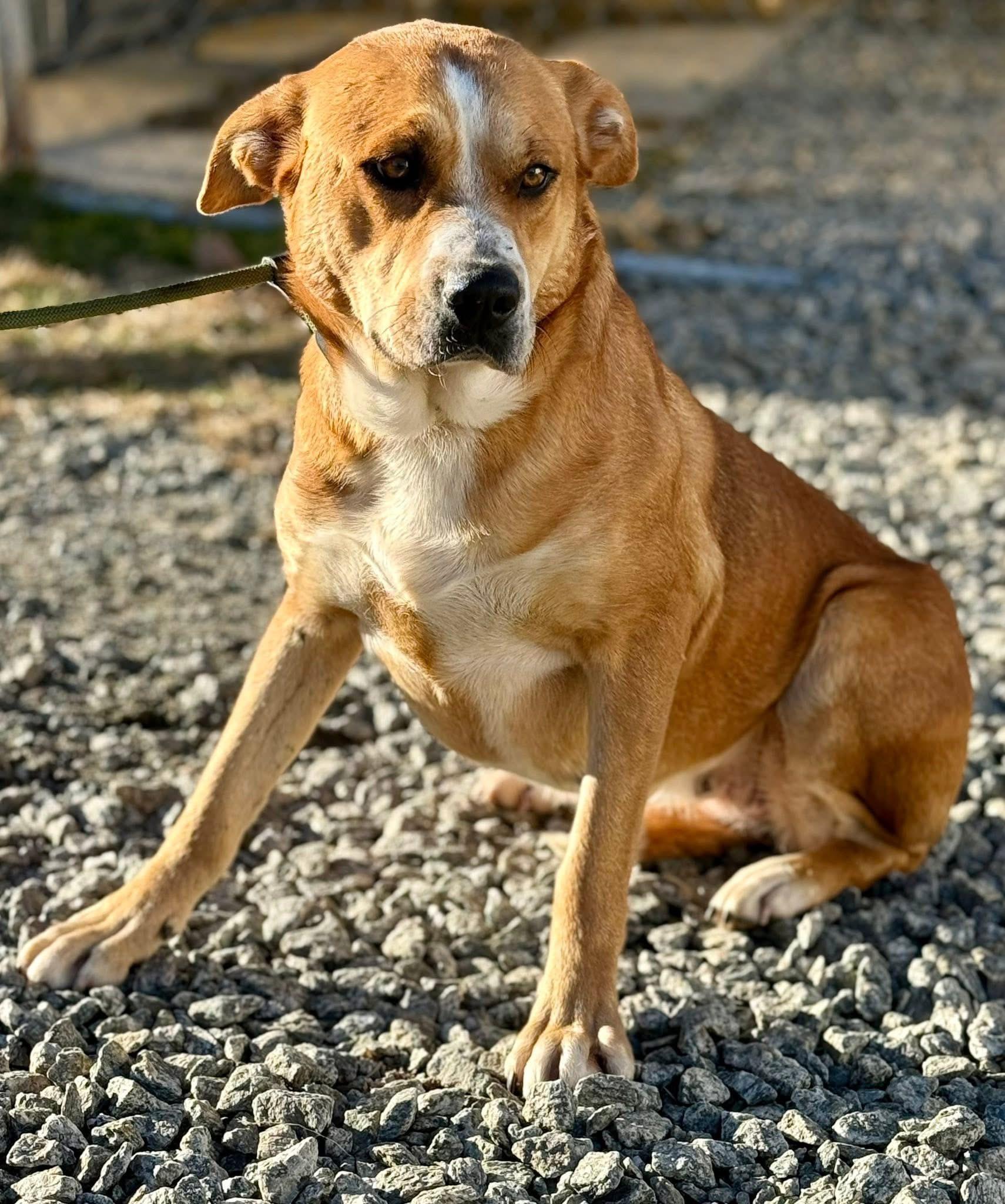 Hazel , ADOPTABLE, Adult Female Labrador Retriever & Pit Bull Terrier.