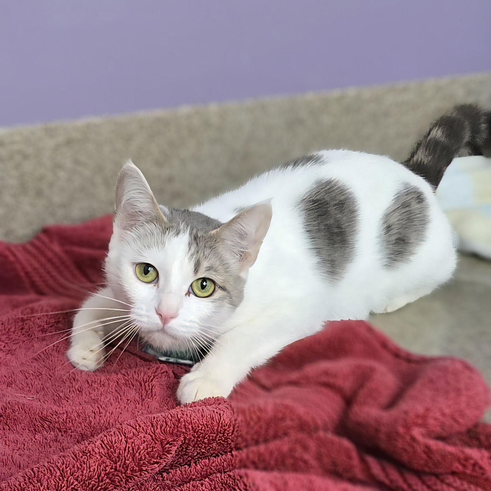 Clarabelle, Adoptable, Adult Female Tabby.