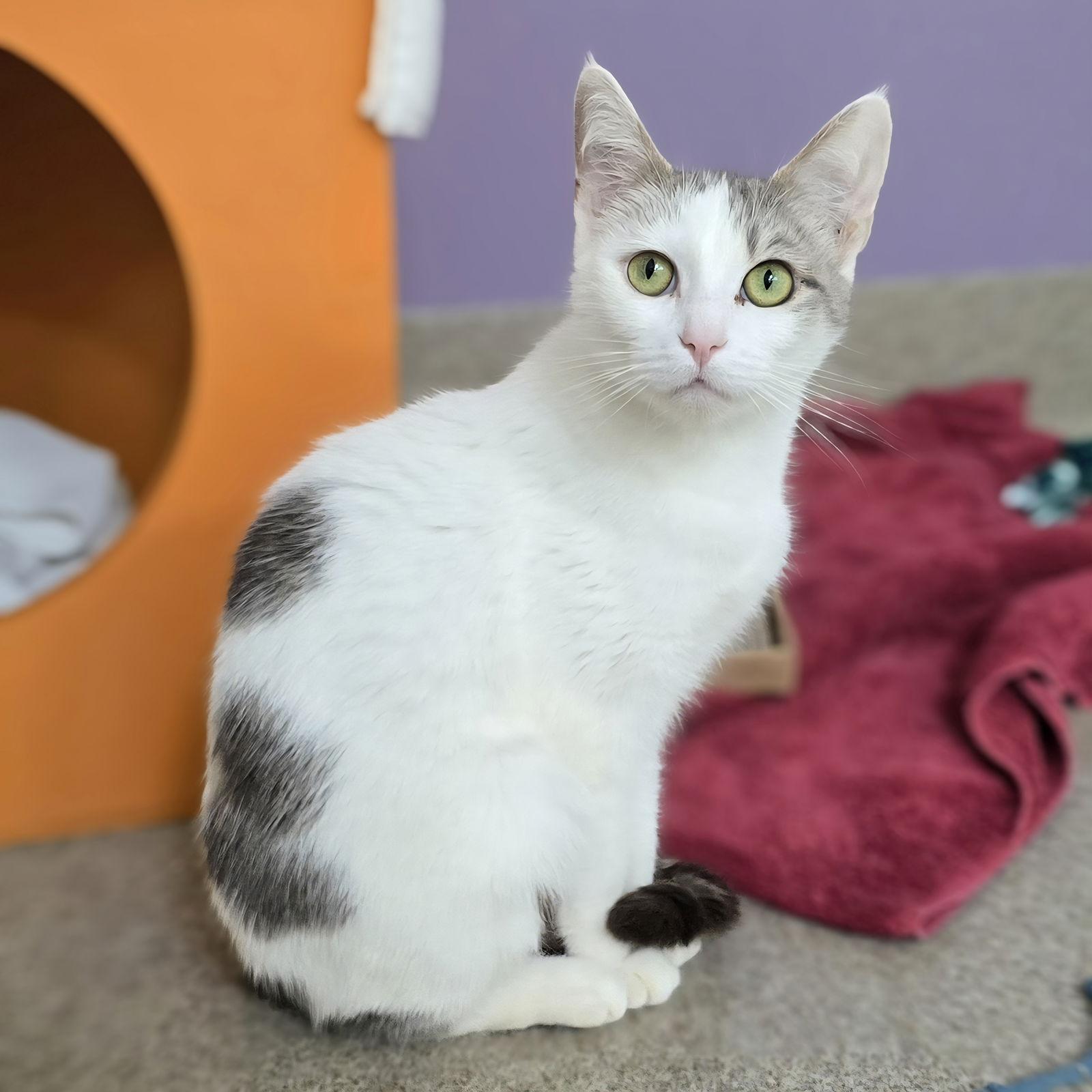 Enlarge Clarabelle, a Adoptable Tabby in Burlingame, CA image 2/3