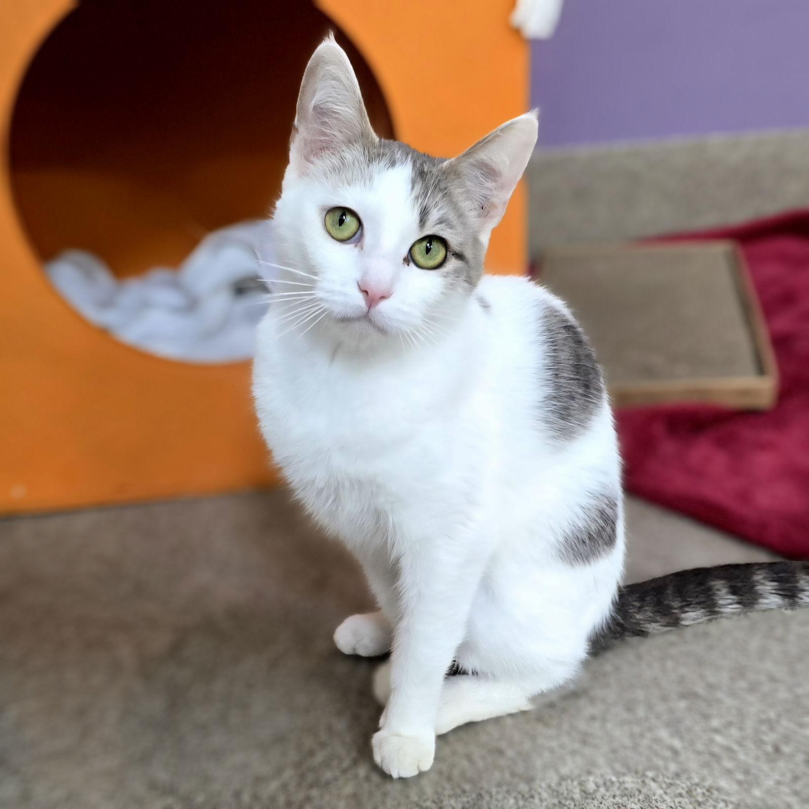 Enlarge Clarabelle, a Adoptable Tabby in Burlingame, CA image 3/3