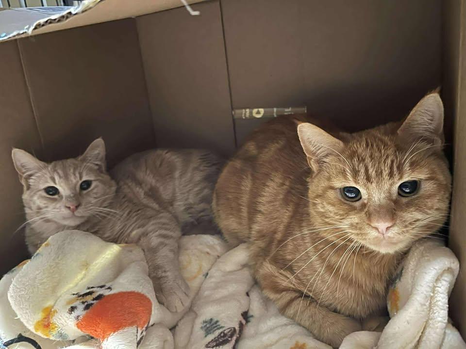 Frog & Toad, adopted, Adult Male Domestic Short Hair.