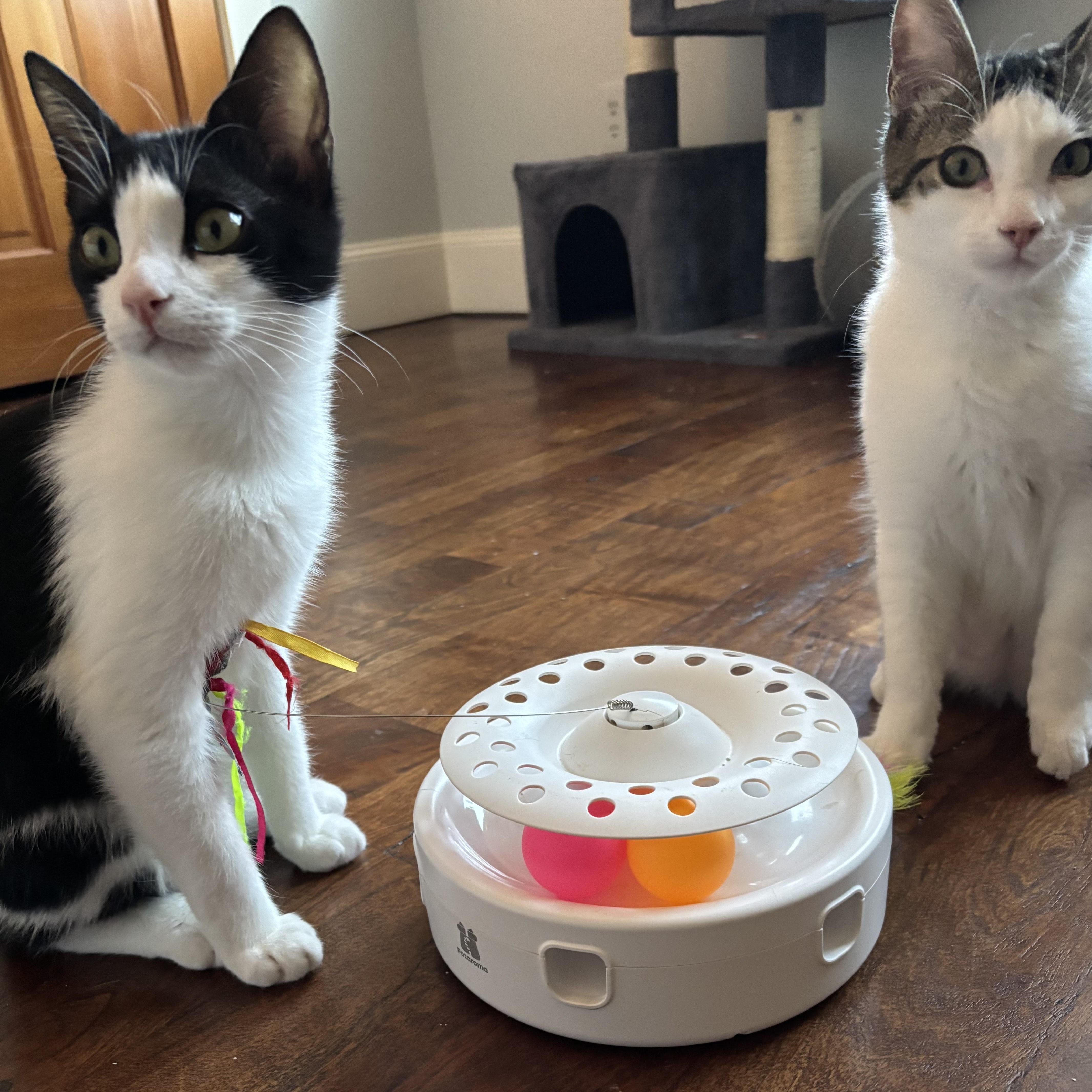 Mulder & Scully (bonded pair), Adoptable, Young Male Domestic Short Hair.