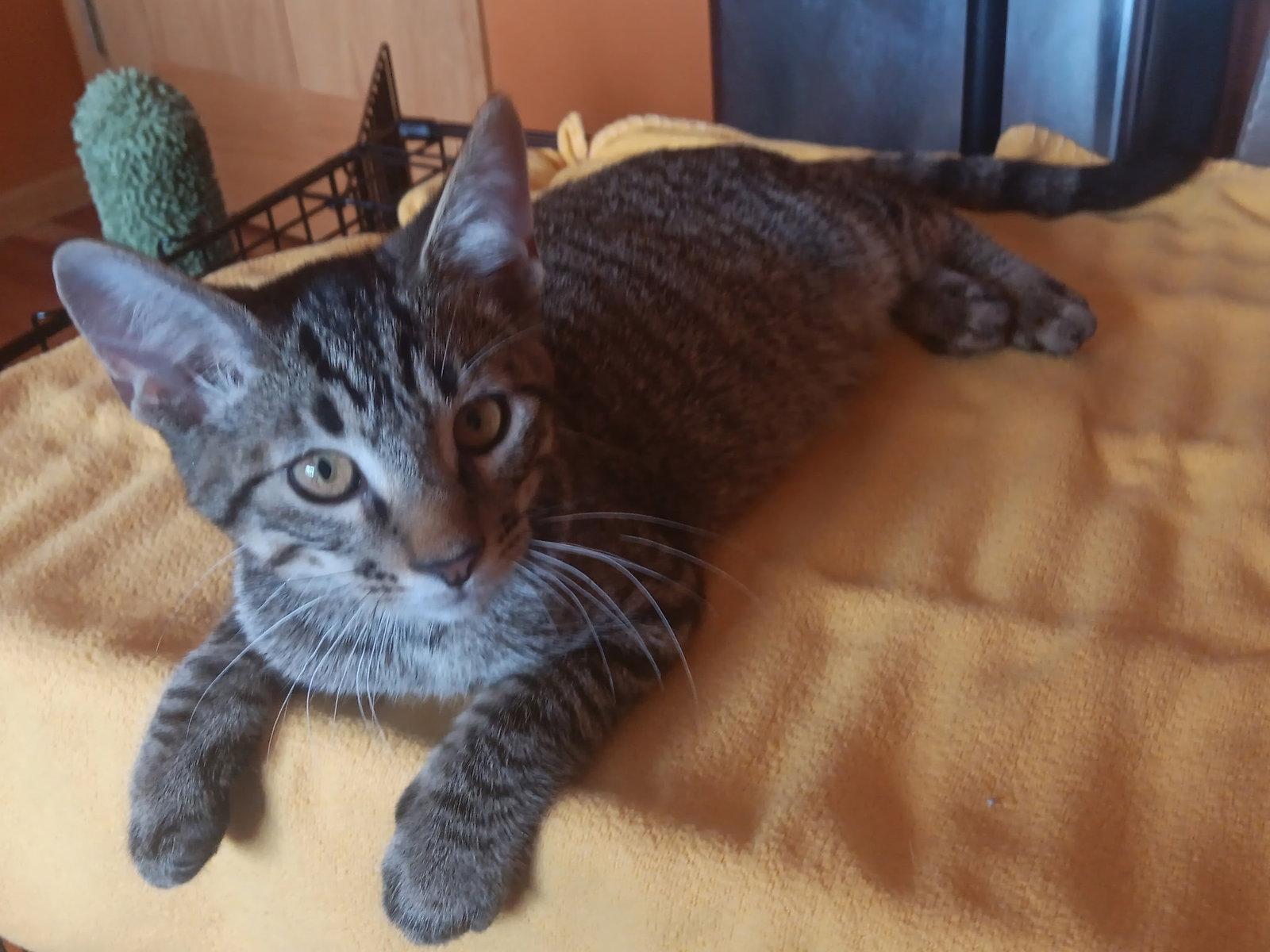 Enlarge Starlight, a Adoptable mixed breed in Forest Lake, MN image 1/2