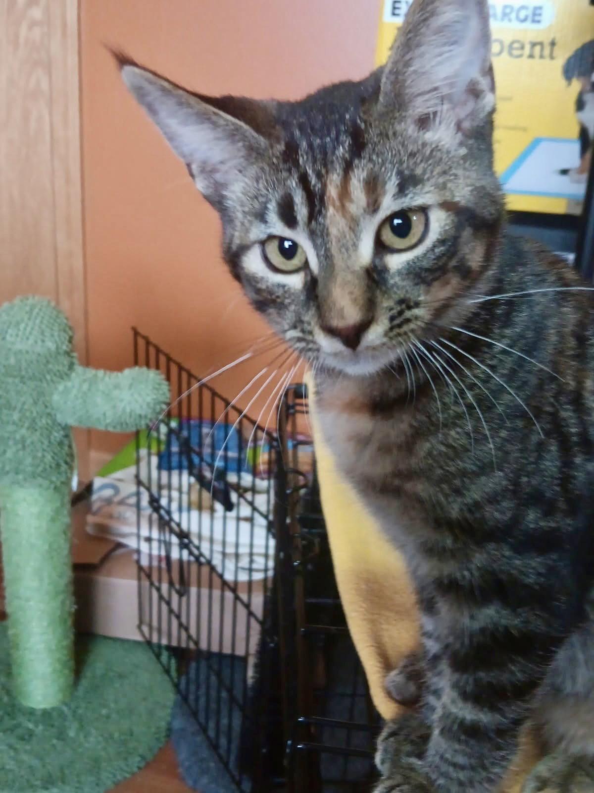 Enlarge Starlight, a Adoptable mixed breed in Forest Lake, MN image 2/2