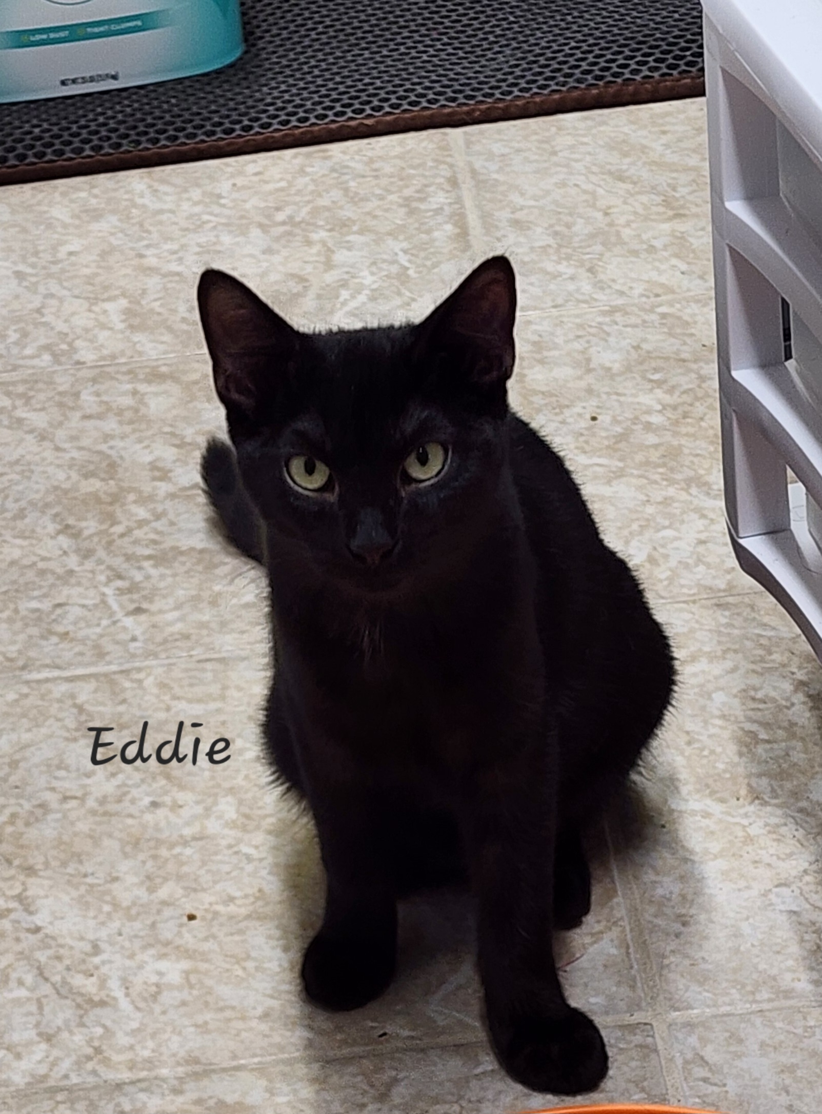 Eddie, a Adoptable Domestic Short Hair in Waterloo, IA image 2/4