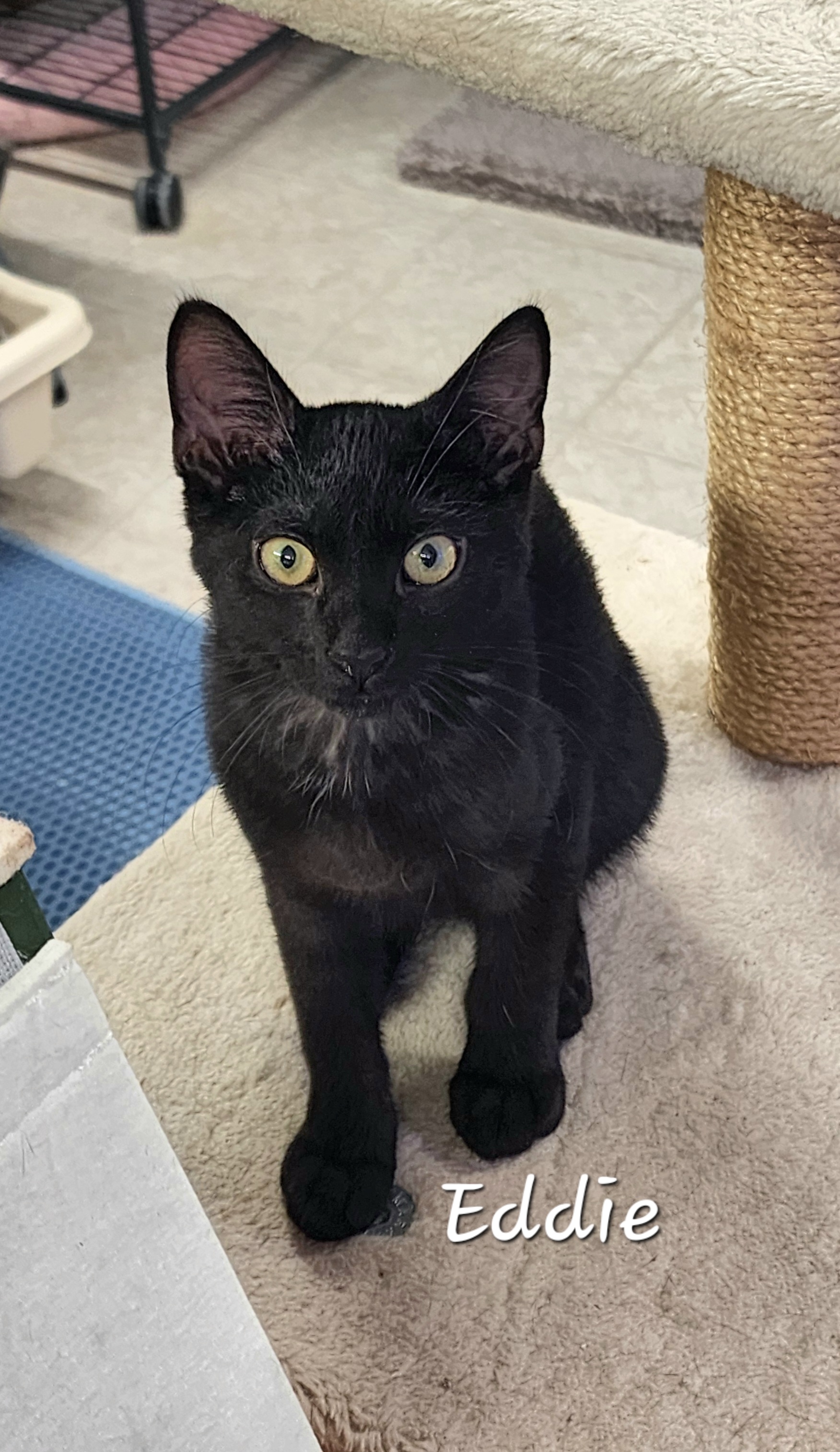 Eddie, Adoptable, Young Male Domestic Short Hair.