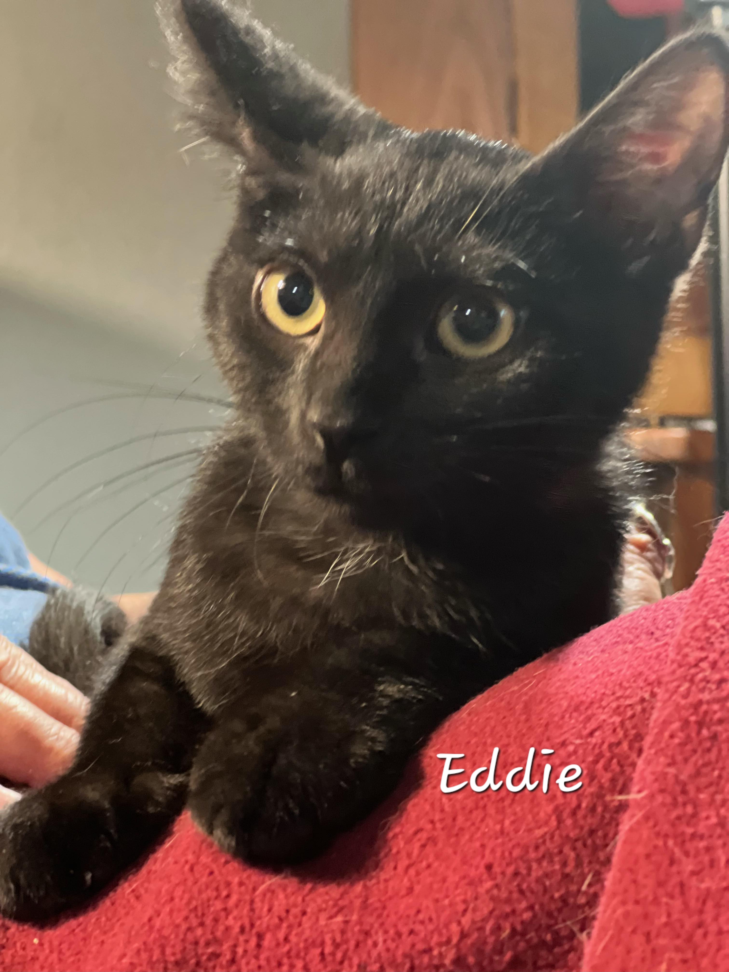 Eddie, a Adoptable Domestic Short Hair in Waterloo, IA image 4/4