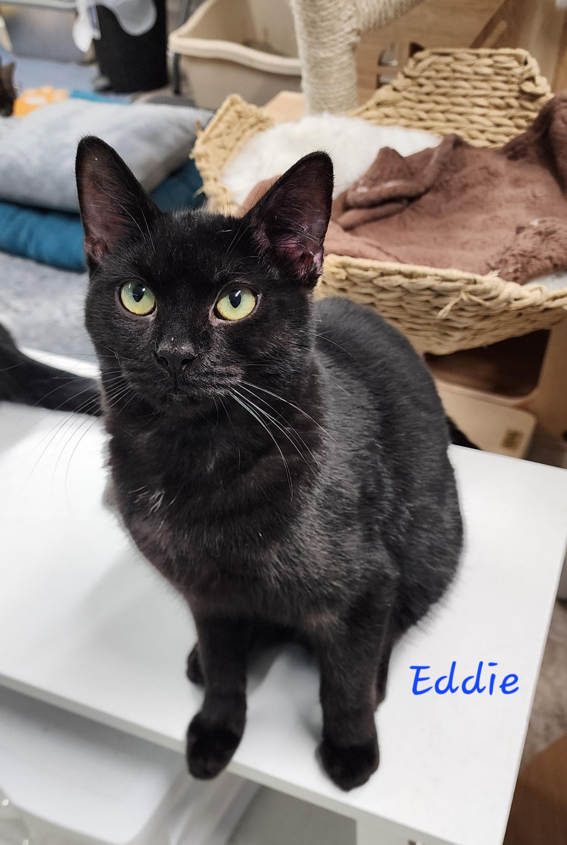 Eddie, a Adoptable Domestic Short Hair in Waterloo, IA image 1/4