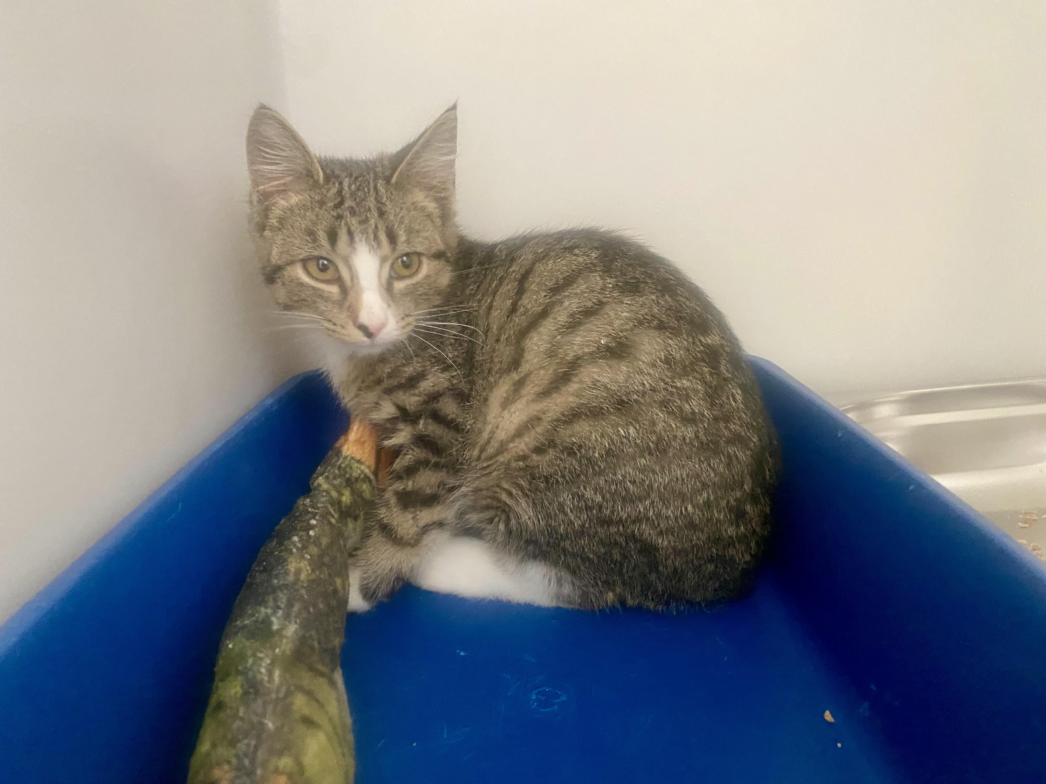 Ziggy, an adopted Domestic Short Hair in King George, VA image 2/2