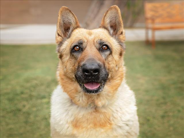 ESTRELLA, Adoptable, Adult Female German Shepherd Dog.