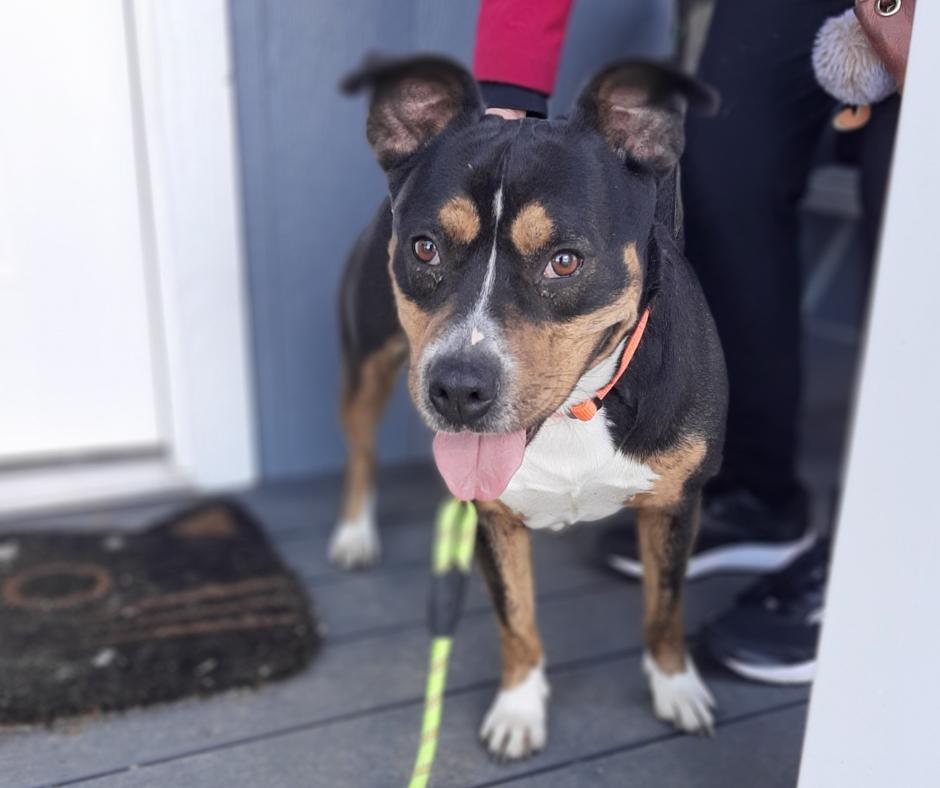 Enlarge Nala, a Adoptable mixed breed in Marion, IN image 1/2