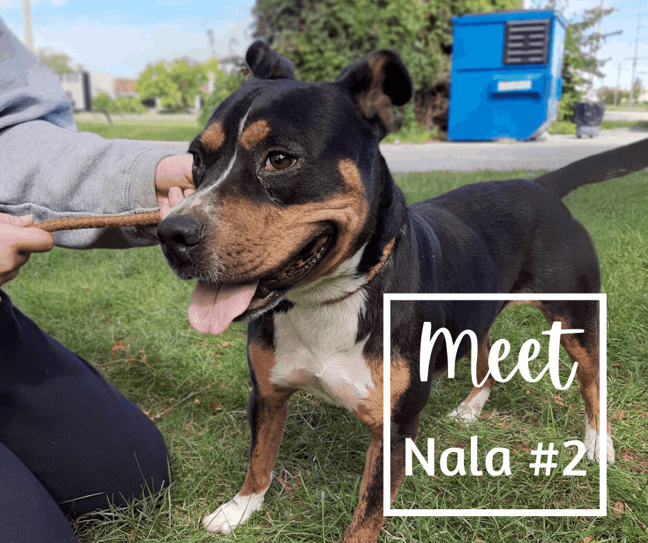Enlarge Nala, a Adoptable mixed breed in Marion, IN image 1/2