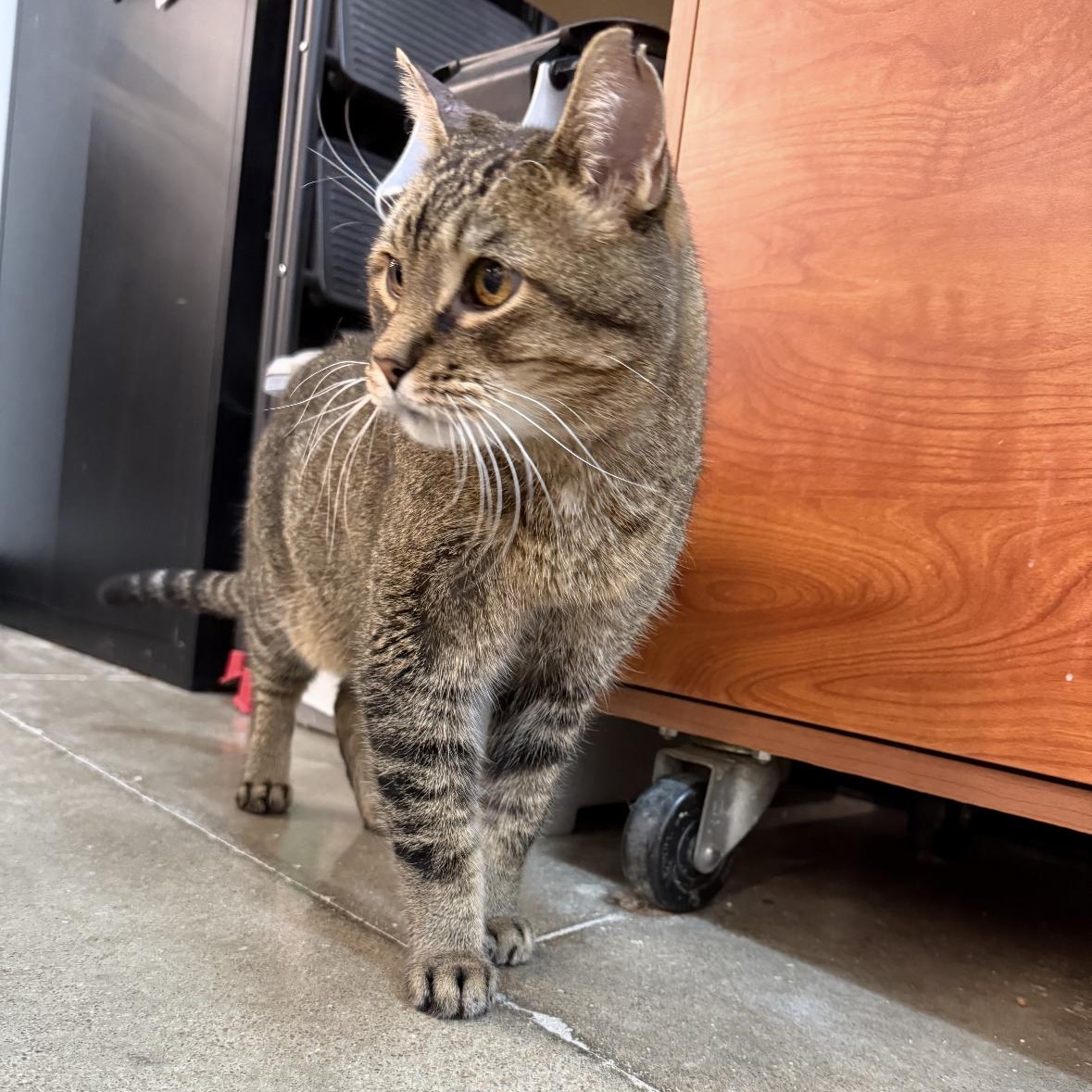 Conrad, a Adoptable mixed breed in Omaha, NE image 4/5