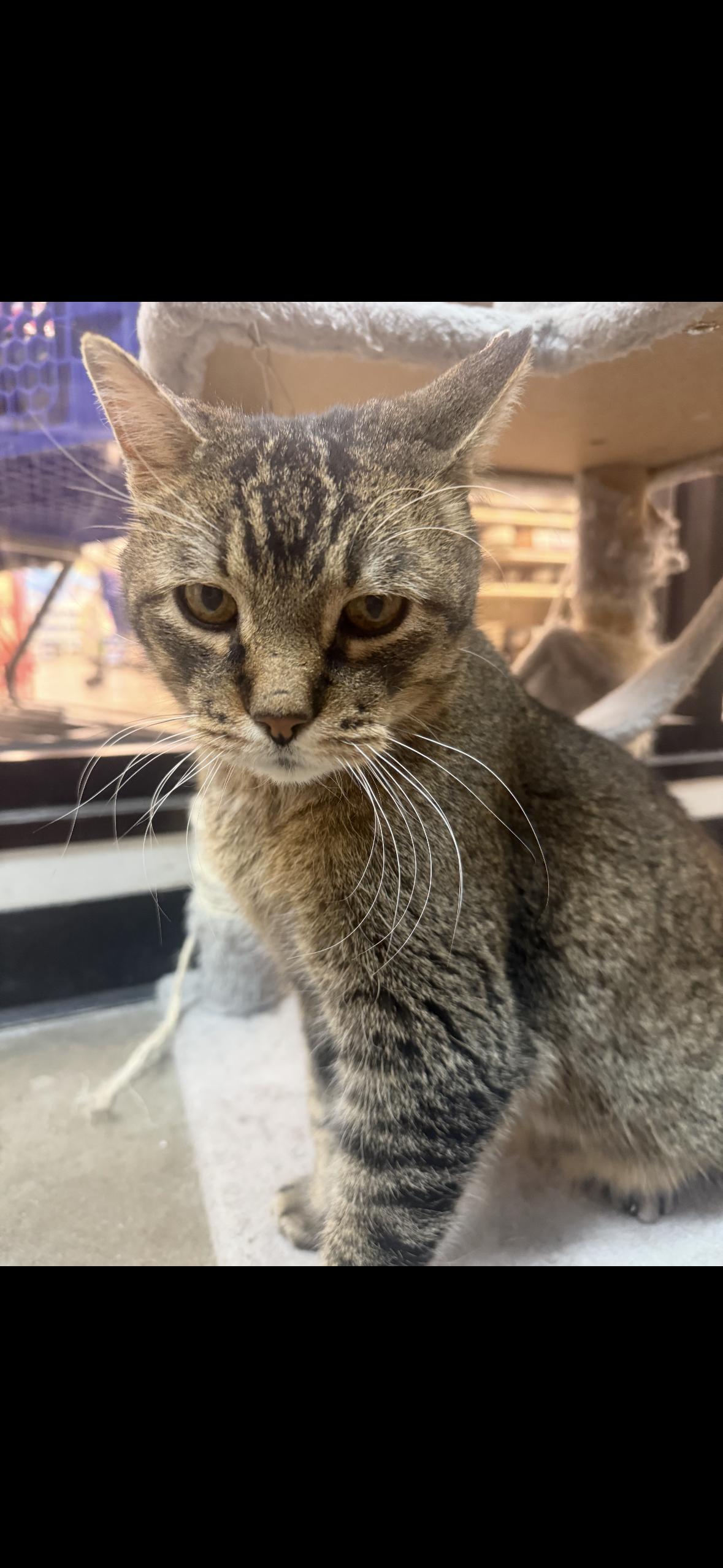 Conrad, a Adoptable mixed breed in Omaha, NE image 3/5