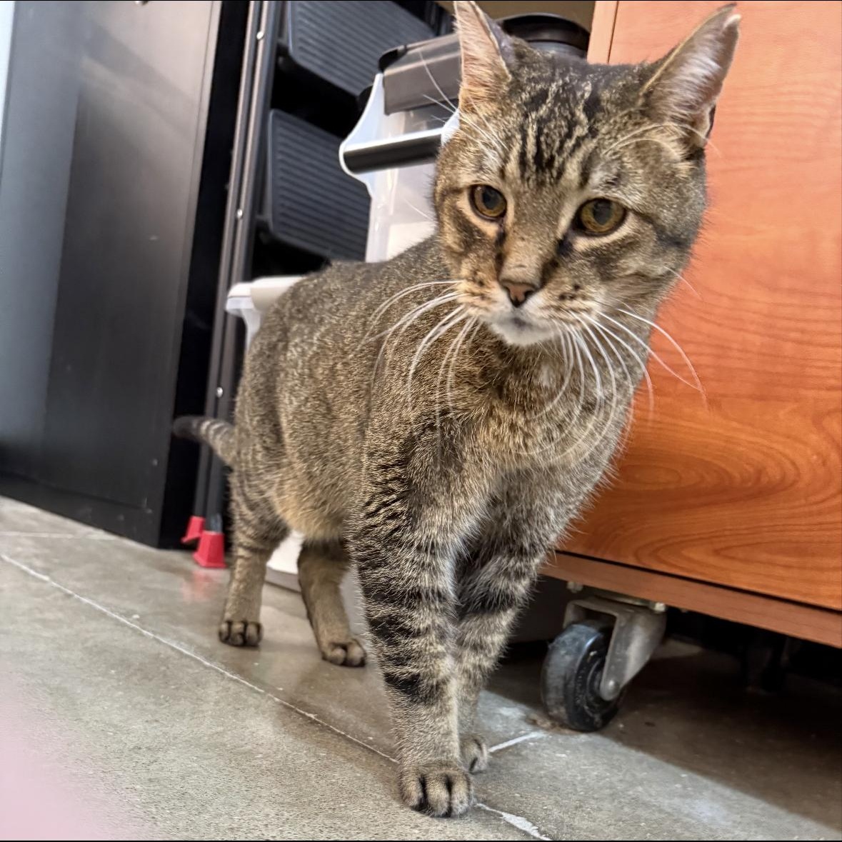 Conrad, a Adoptable mixed breed in Omaha, NE image 5/5