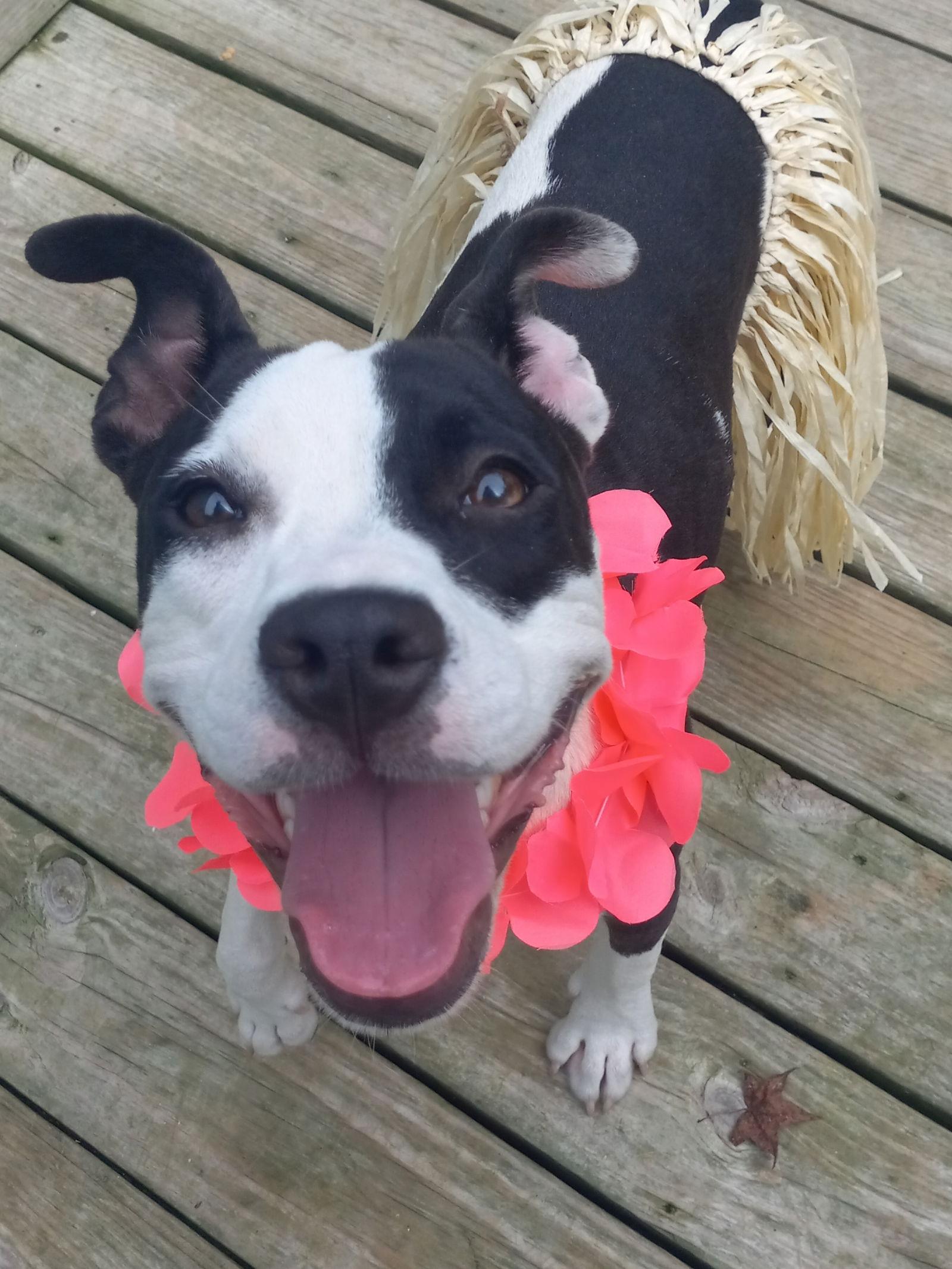 Lilith, Adoptable, Young Female Pit Bull Terrier.