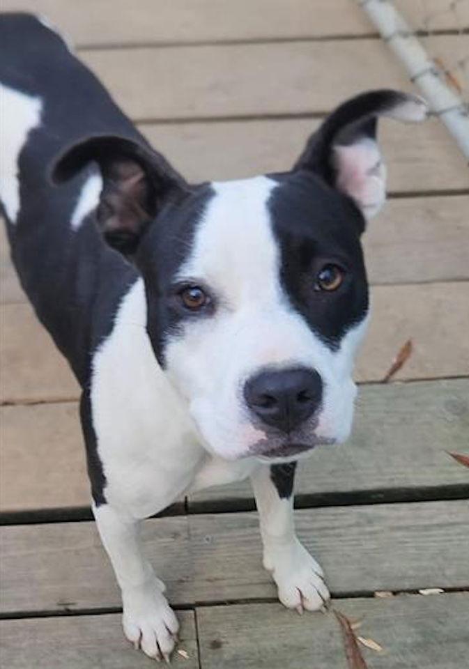 Lilith, Adoptable, Young Female Pit Bull Terrier.