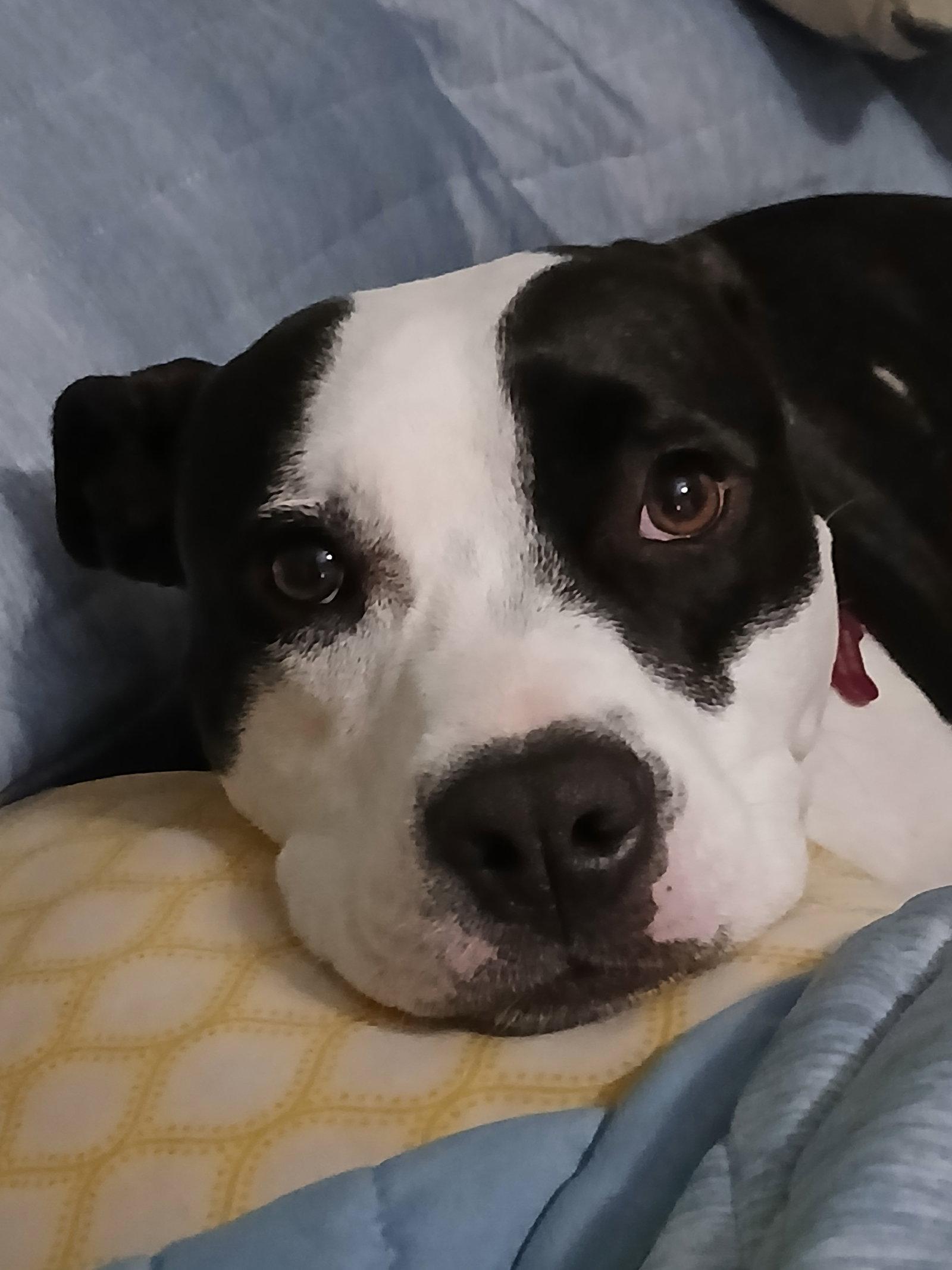 Enlarge Lilith aka Lily, a Adoptable Pit Bull Terrier in Winton, NC image 1/3