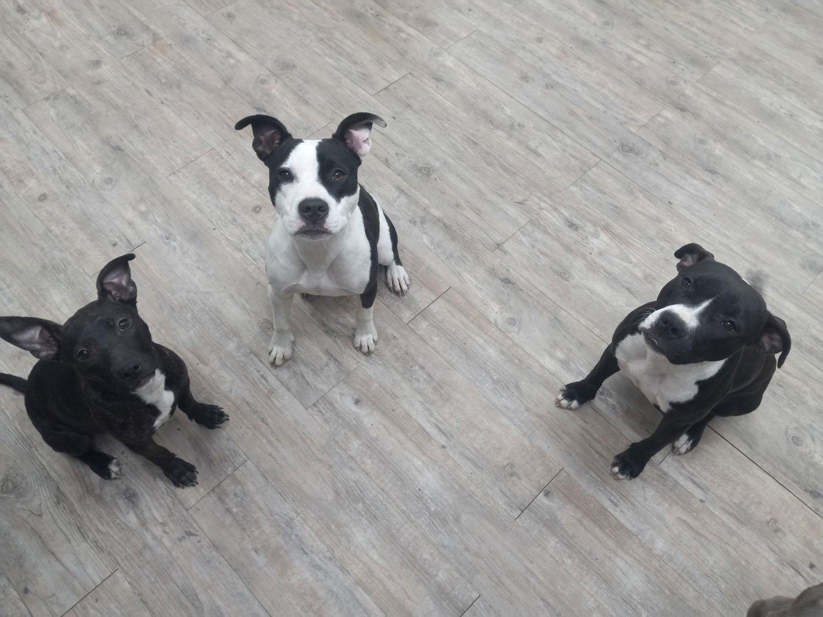 Lilith, Adoptable, Young Female Pit Bull Terrier.