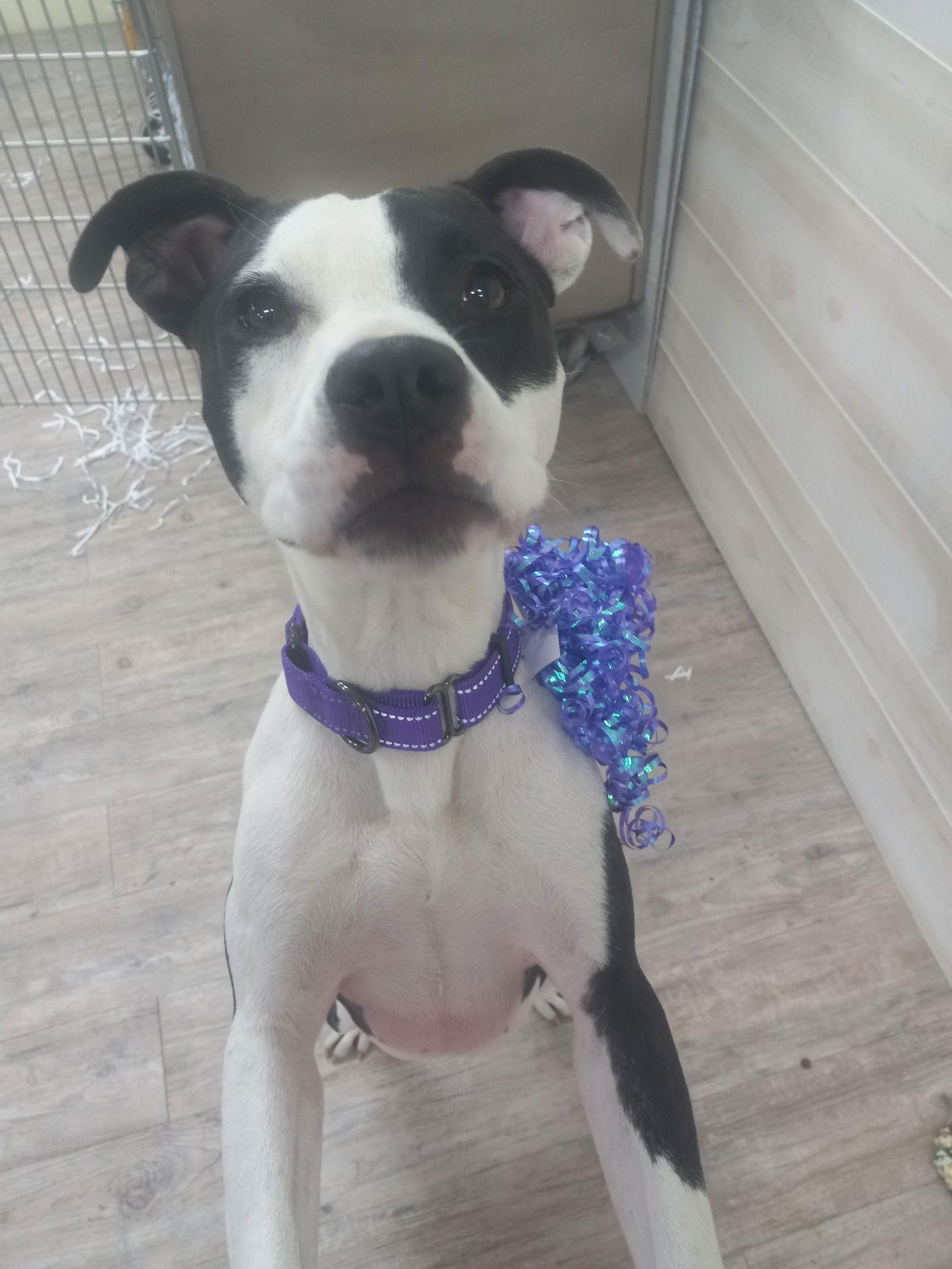 Enlarge Lilith, a Adoptable Pit Bull Terrier in Winton, NC image 2/3