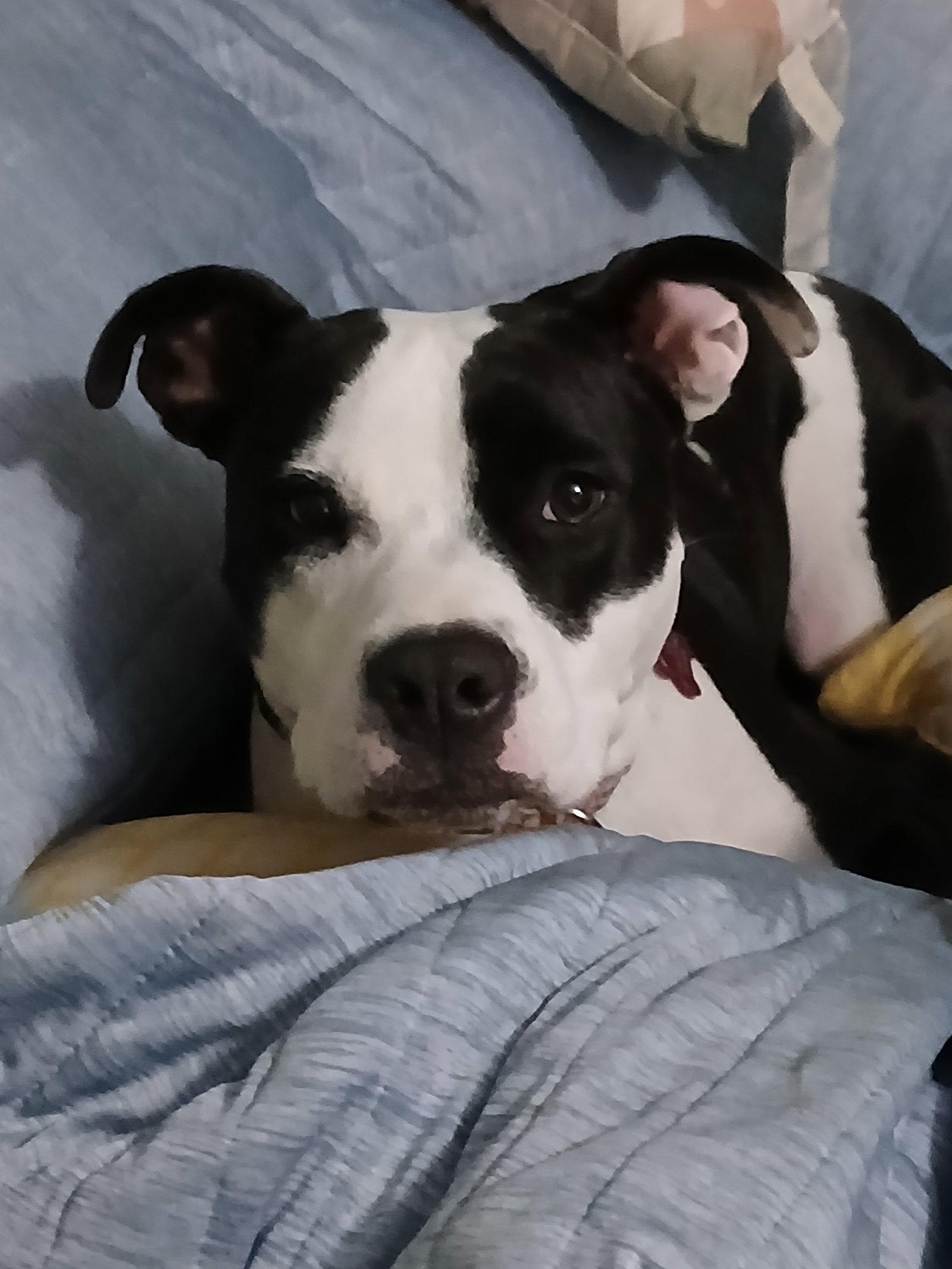 Enlarge Lilith aka Lily, a Adoptable Pit Bull Terrier in Winton, NC image 3/3