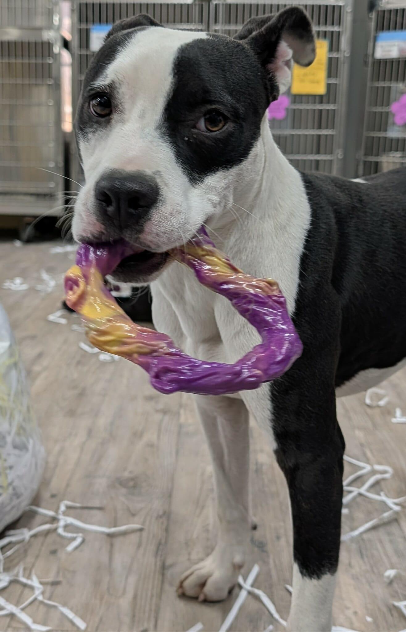 Enlarge Lilith, a Adoptable Pit Bull Terrier in Winton, NC image 3/3