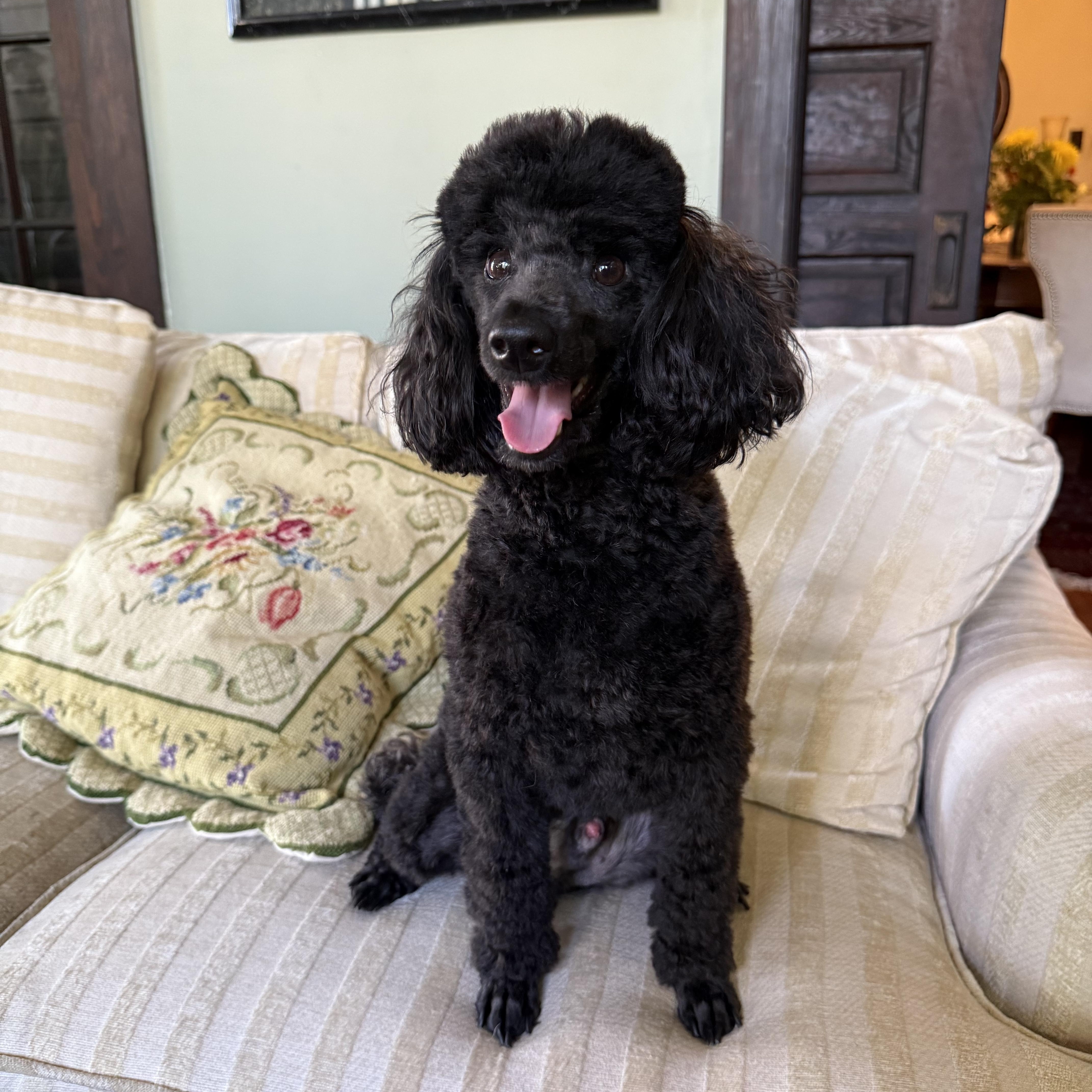 Enlarge Pepper, a Adopted Poodle in Savannah, GA image 2/2