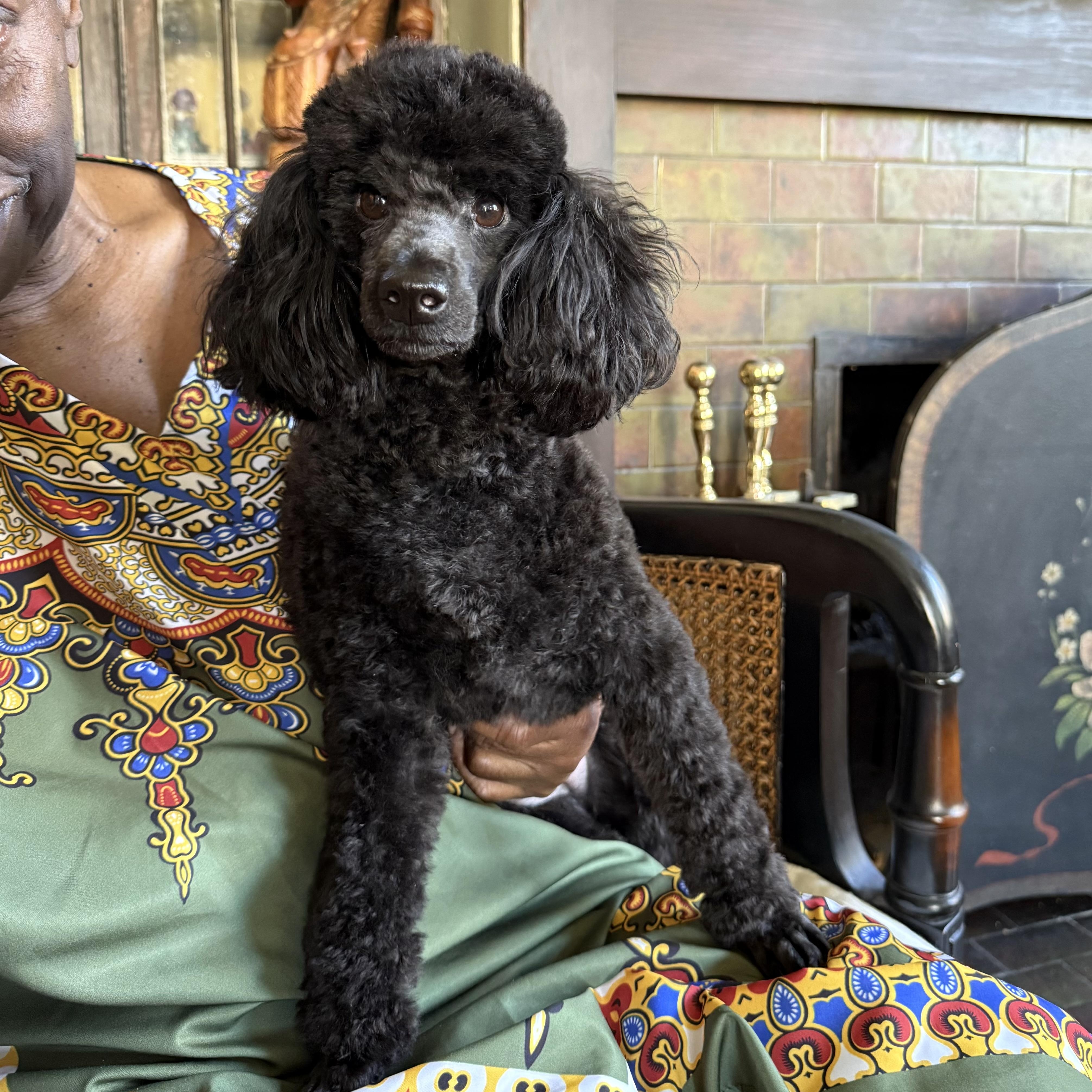 Enlarge Pepper, a Adopted Poodle in Savannah, GA image 1/2