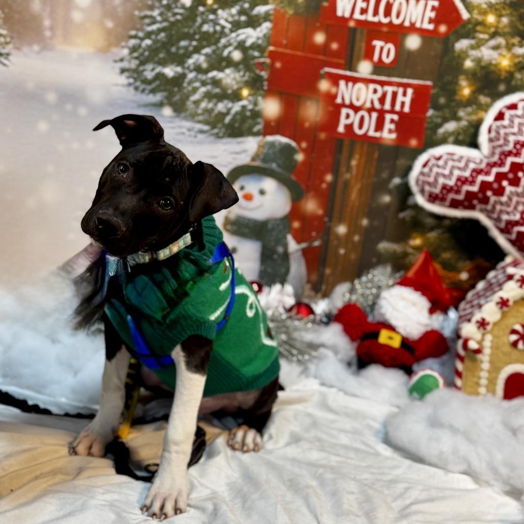 Pablo, Adoptable, Puppy Male American Staffordshire Terrier & Black Labrador Retriever.