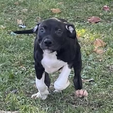 Pablo, a Adoptable mixed breed in Ferndale, MI image 3/6