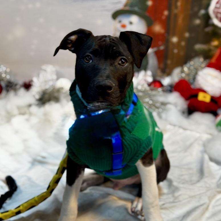 Pablo, a Adoptable mixed breed in Ferndale, MI image 4/6
