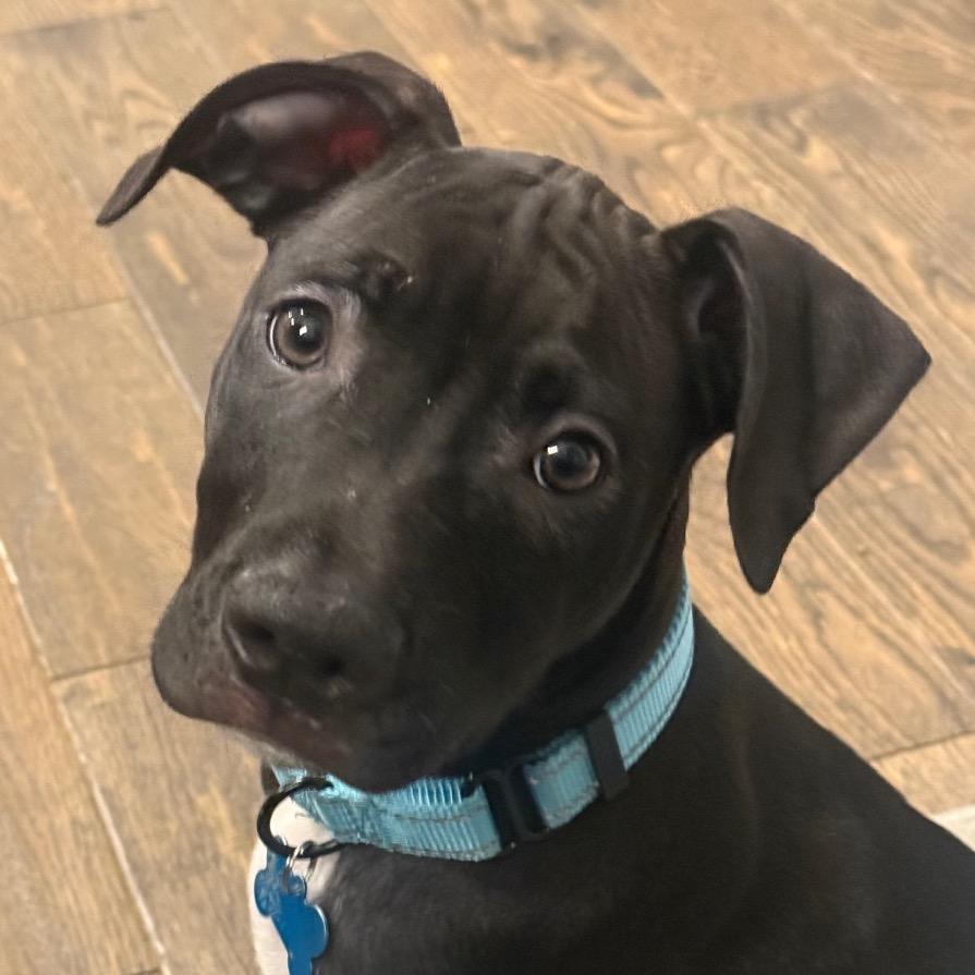 Pablo, a Adoptable mixed breed in Ferndale, MI image 5/6