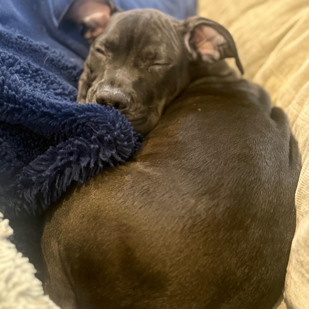 Pablo, a Adoptable mixed breed in Ferndale, MI image 6/6