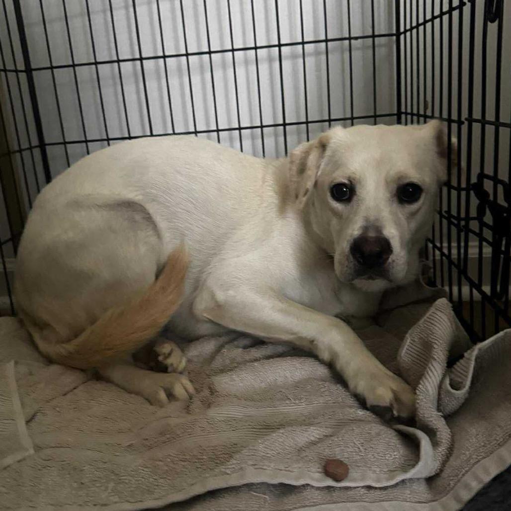 Mini, Adoptable, Adult Female Yellow Labrador Retriever & Mixed Breed.