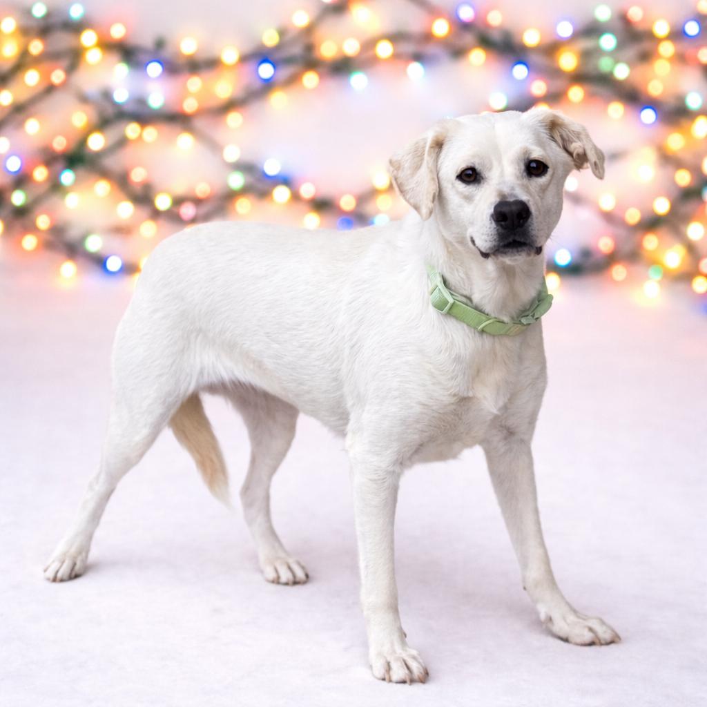 Enlarge Mini, a Adoptable mixed breed in Rockville, MD image 2/3