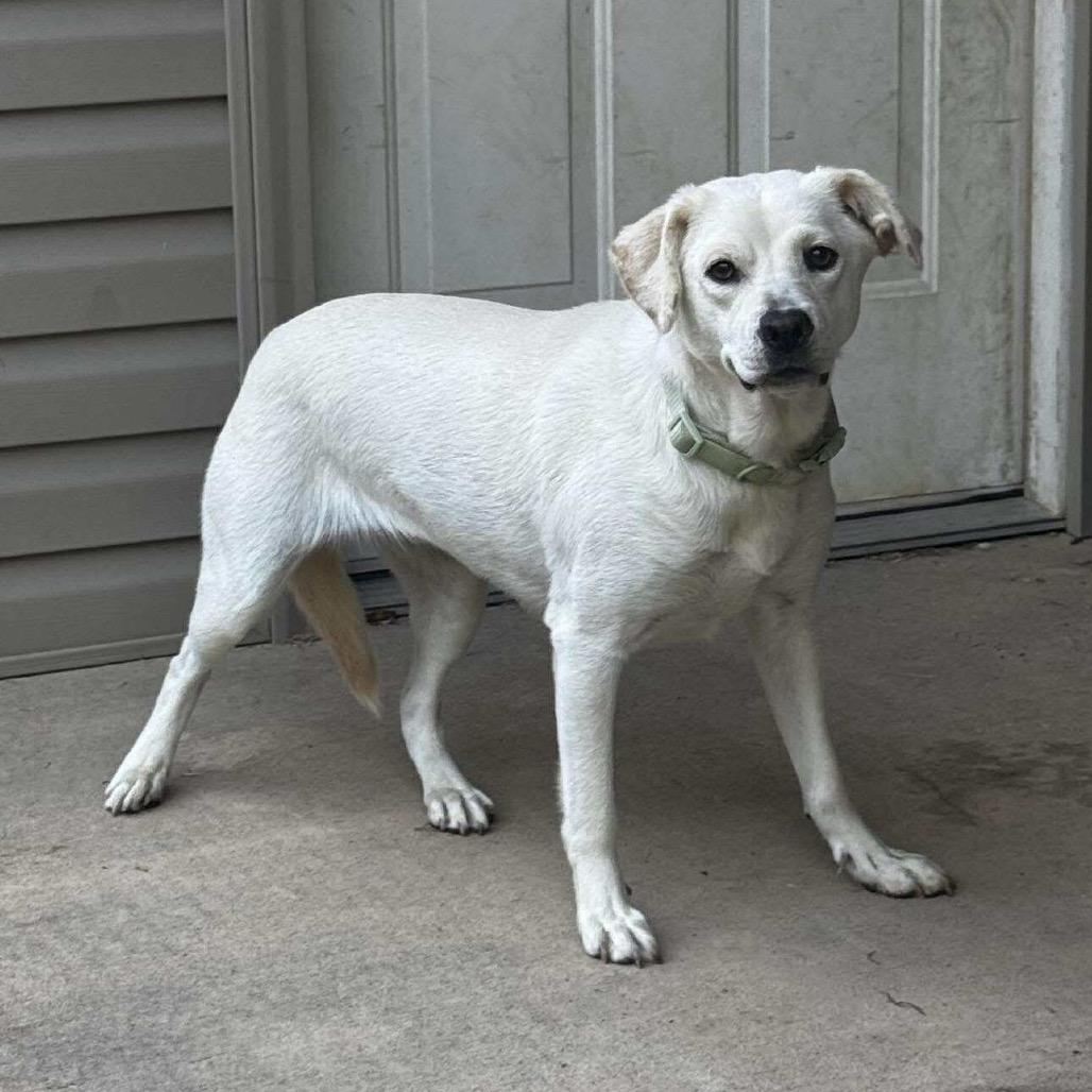 Enlarge Mini, a Adoptable mixed breed in Rockville, MD image 3/3