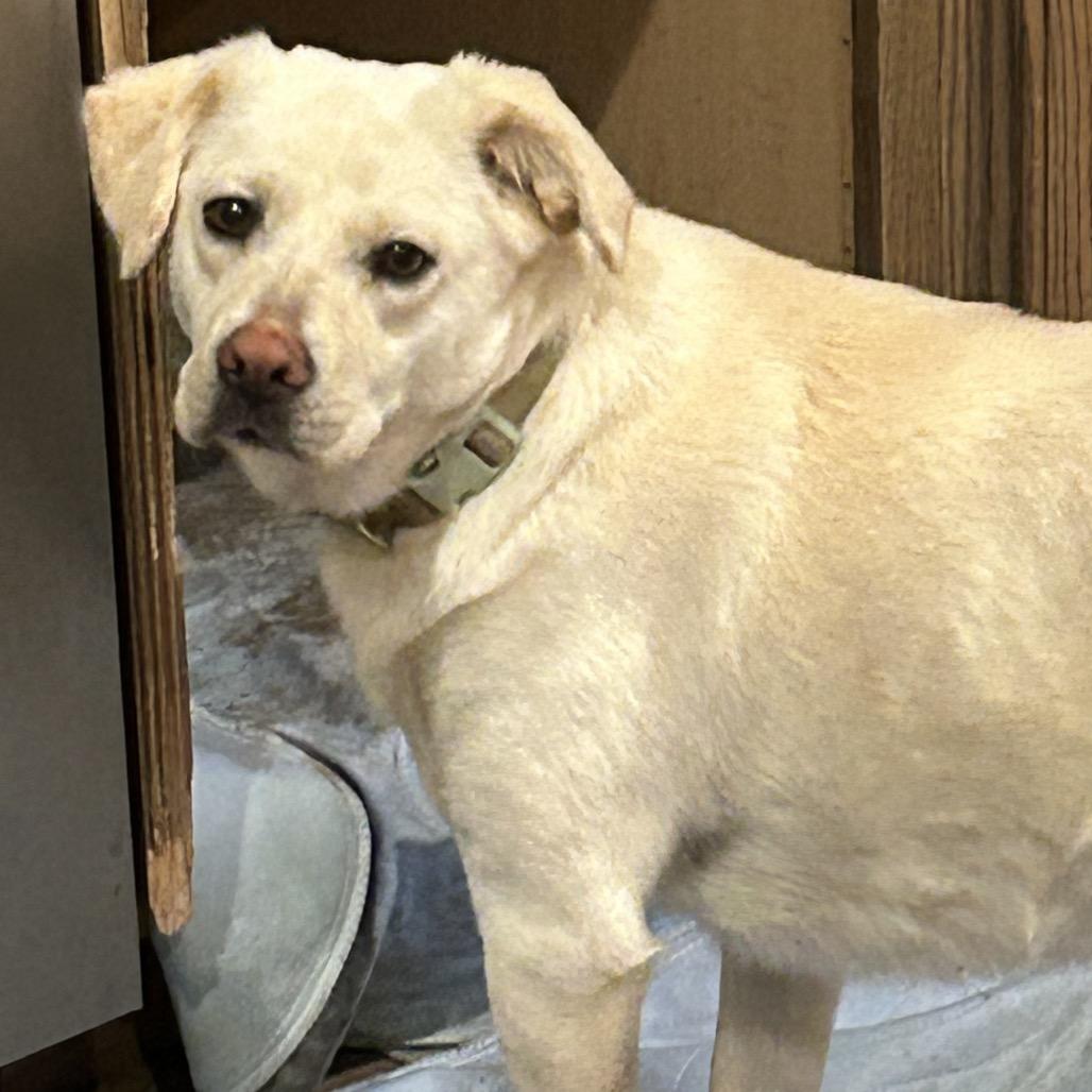 Enlarge Mini, a Adoptable mixed breed in Rockville, MD image 4/4