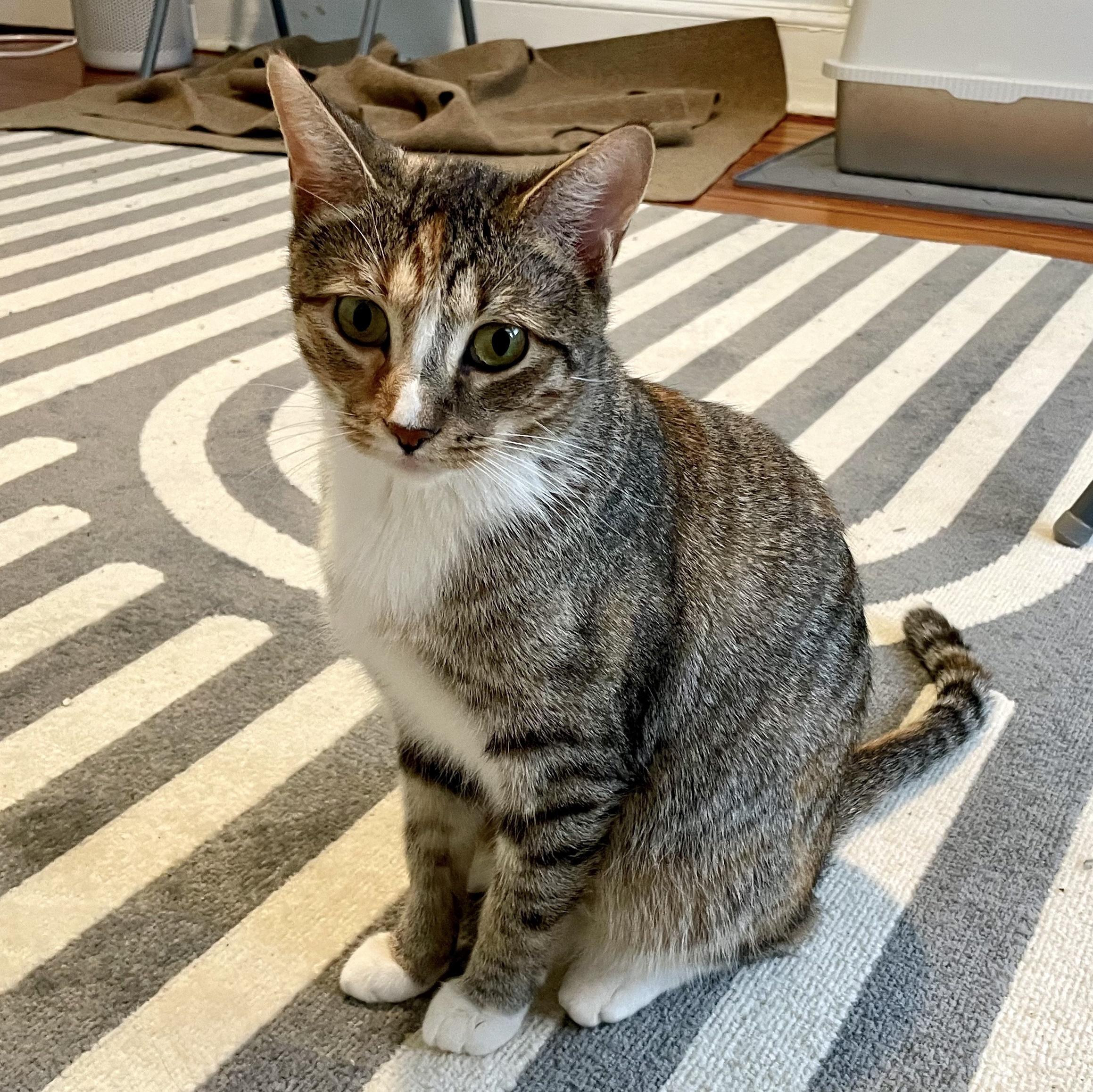 Milkgrass, a Adoptable Domestic Short Hair in Philadelphia, PA image 1/6